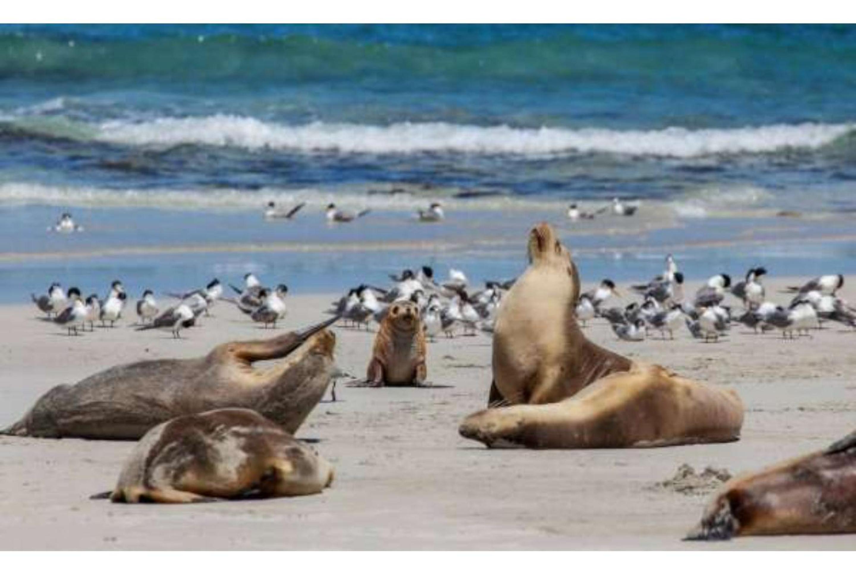 Discovery Parks - Kangaroo Island