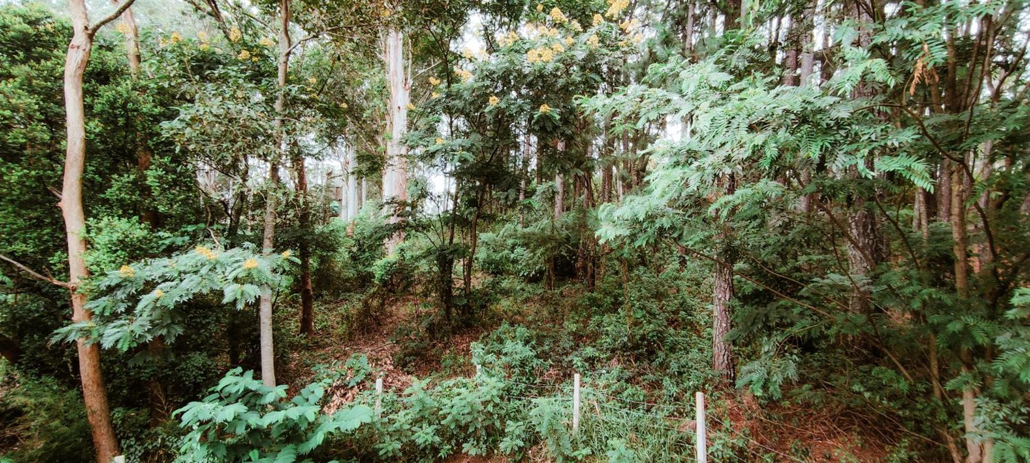 The Pearl Homestay view 5