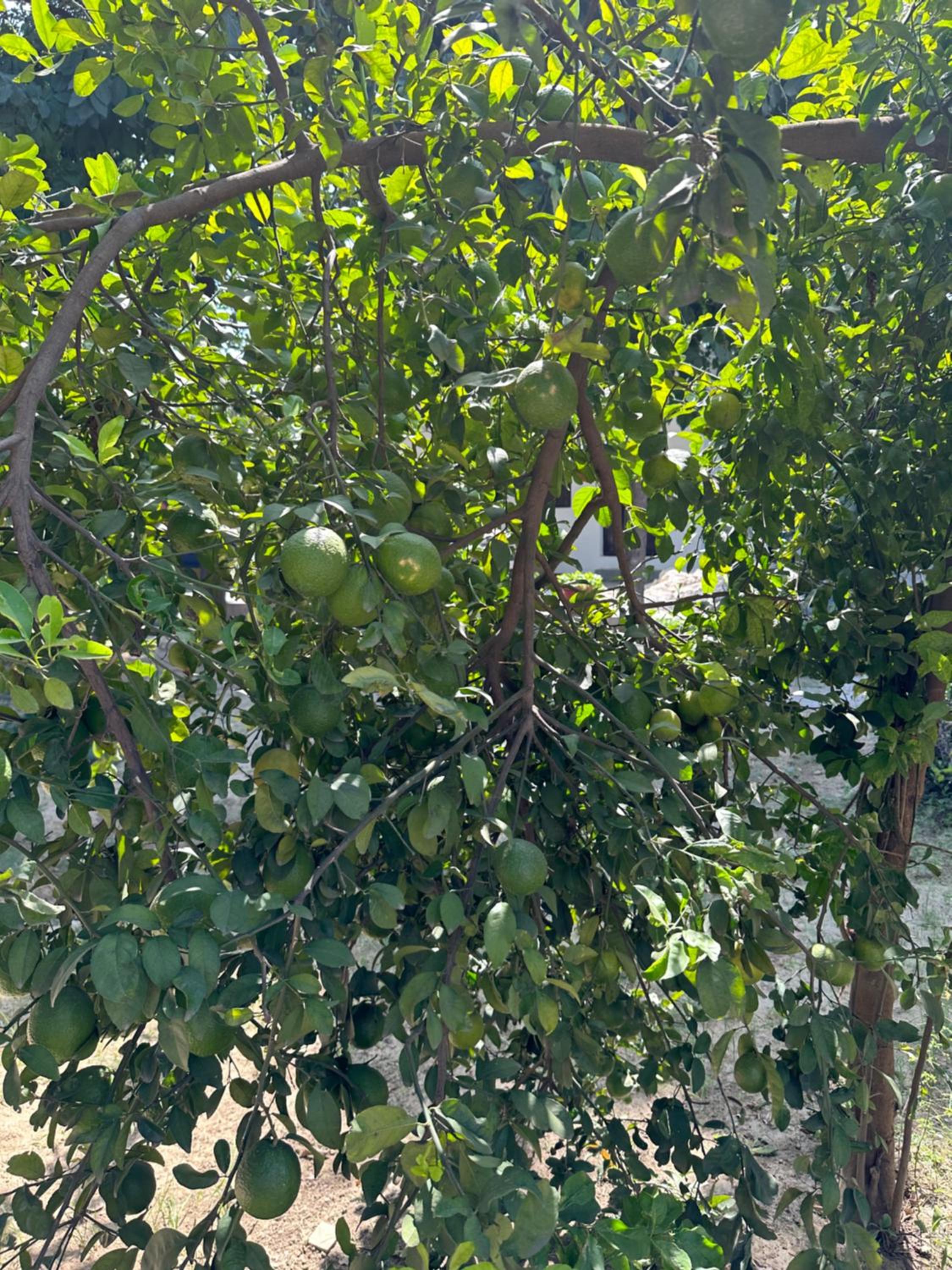 Chitragarh Farm