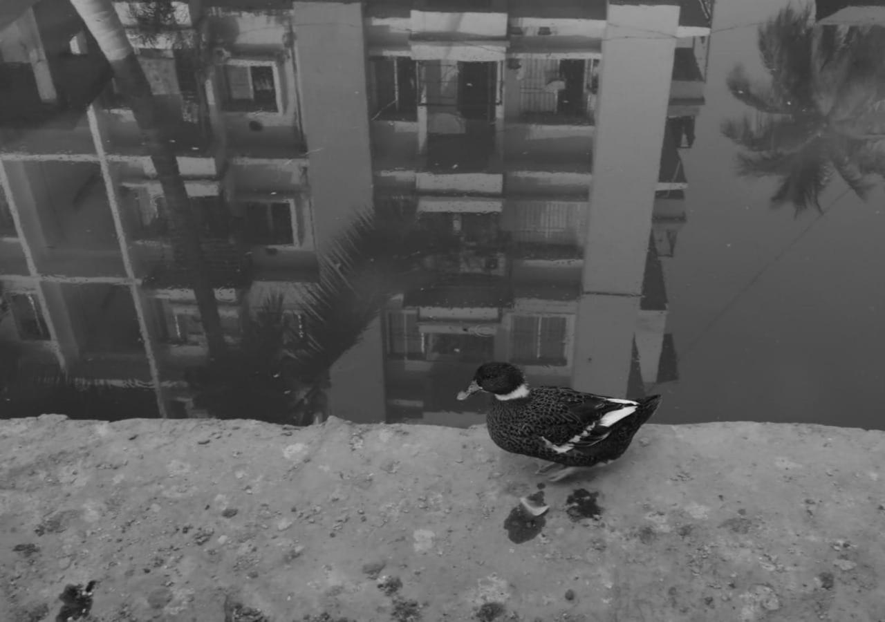 Photo 50