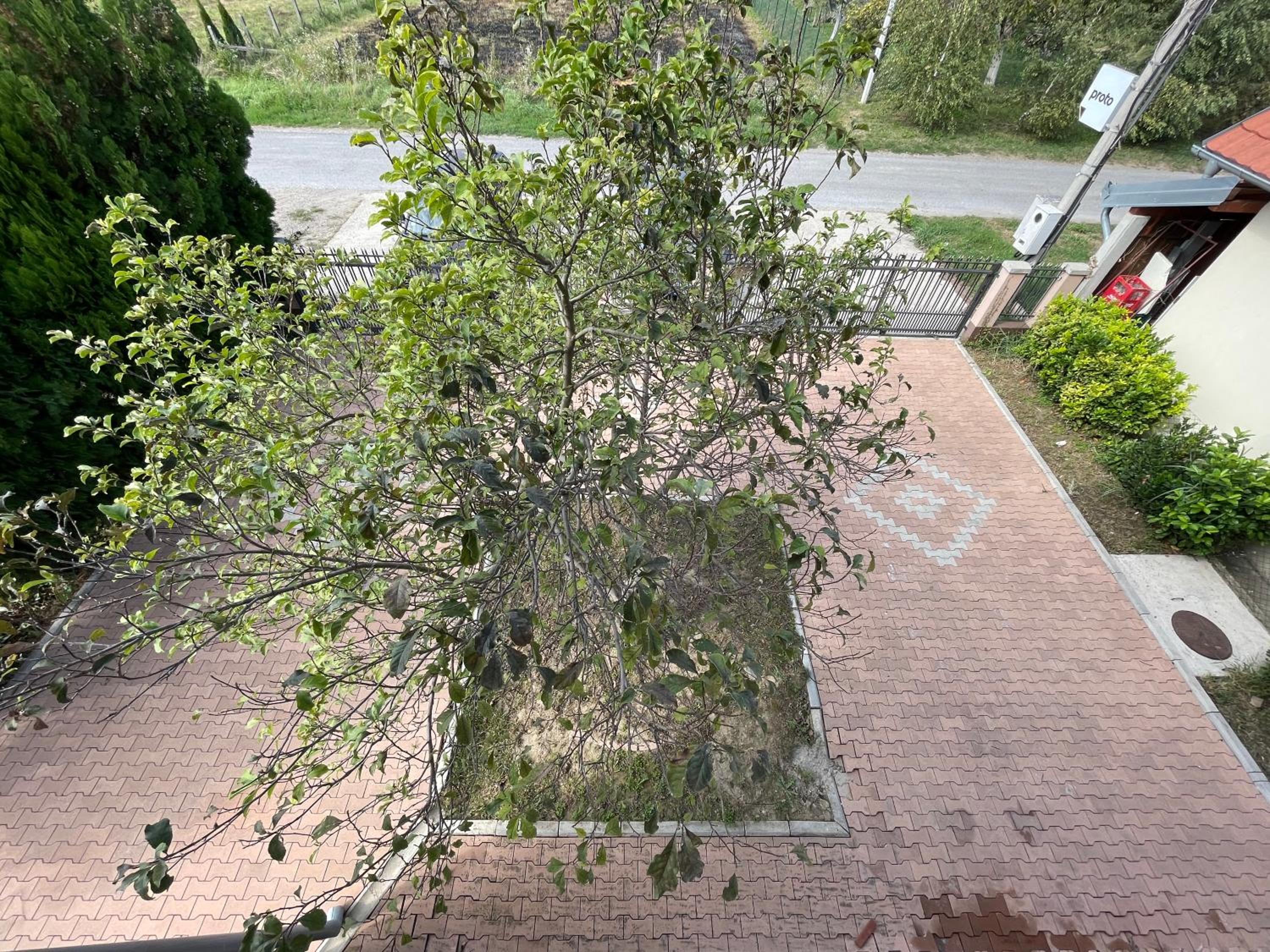 Apartman Magnolia