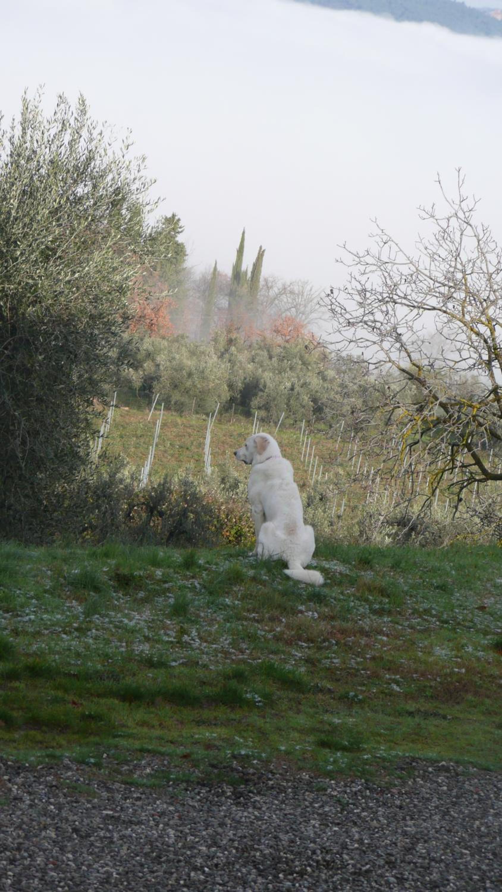 AGRITURISMO VICOLABATE