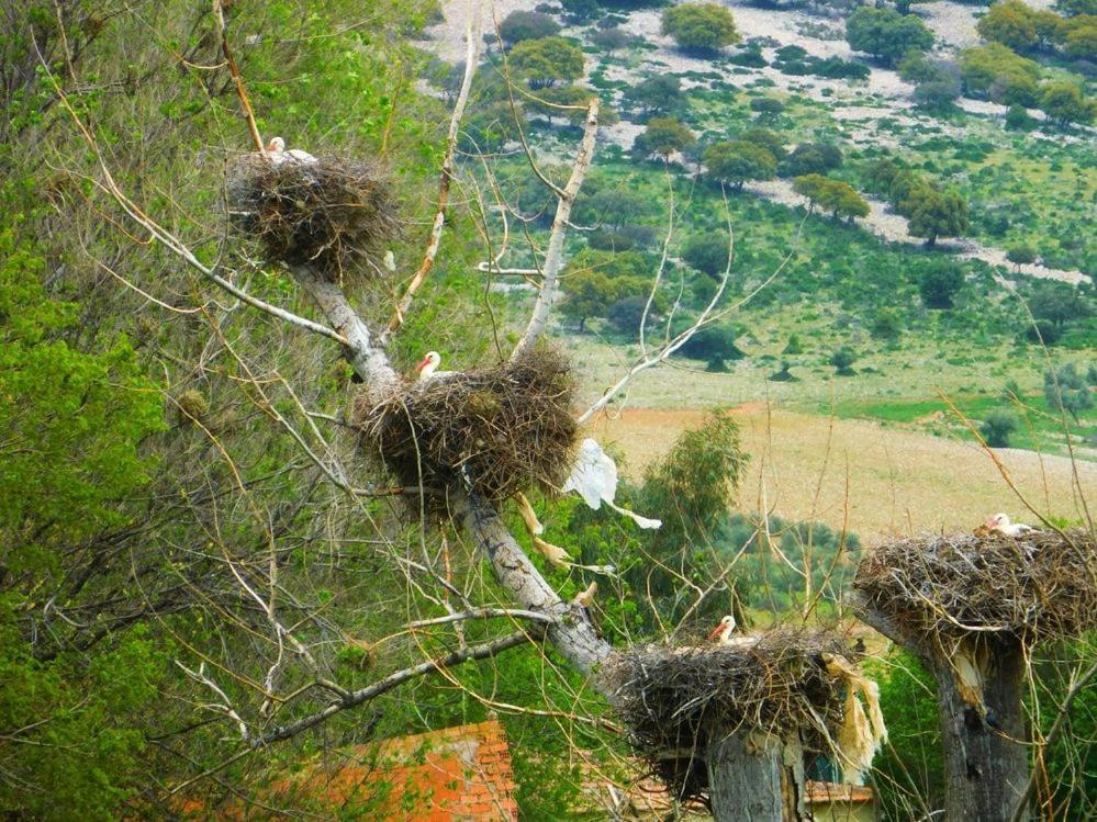 Photo 41