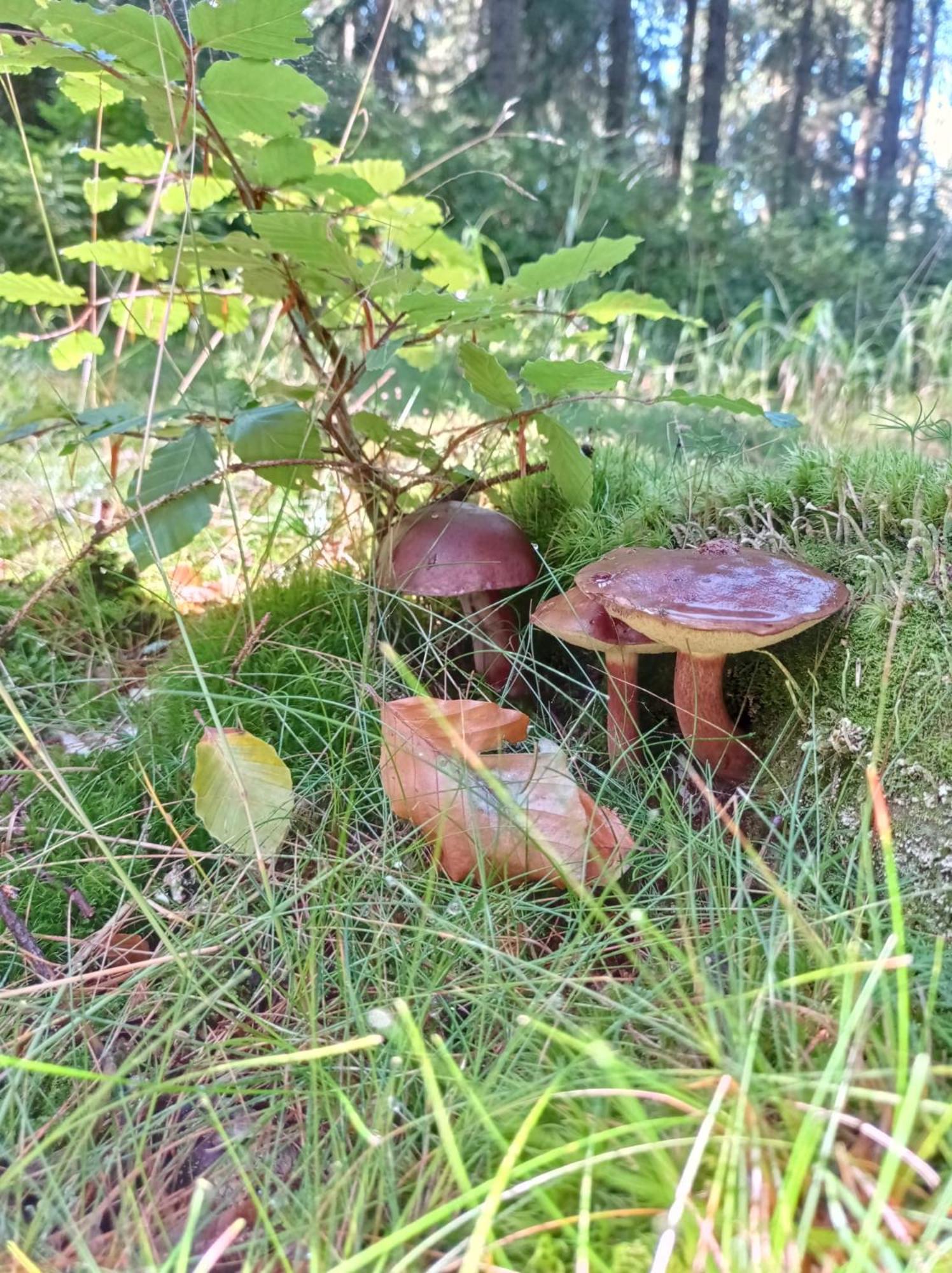 Chata Plešivka