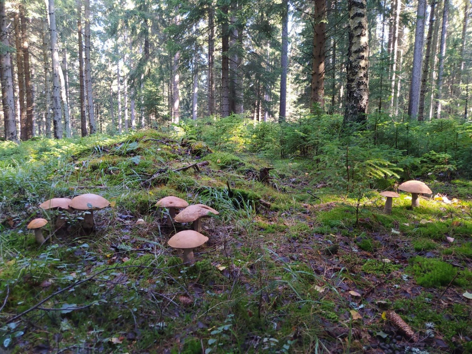 Chata Plešivka