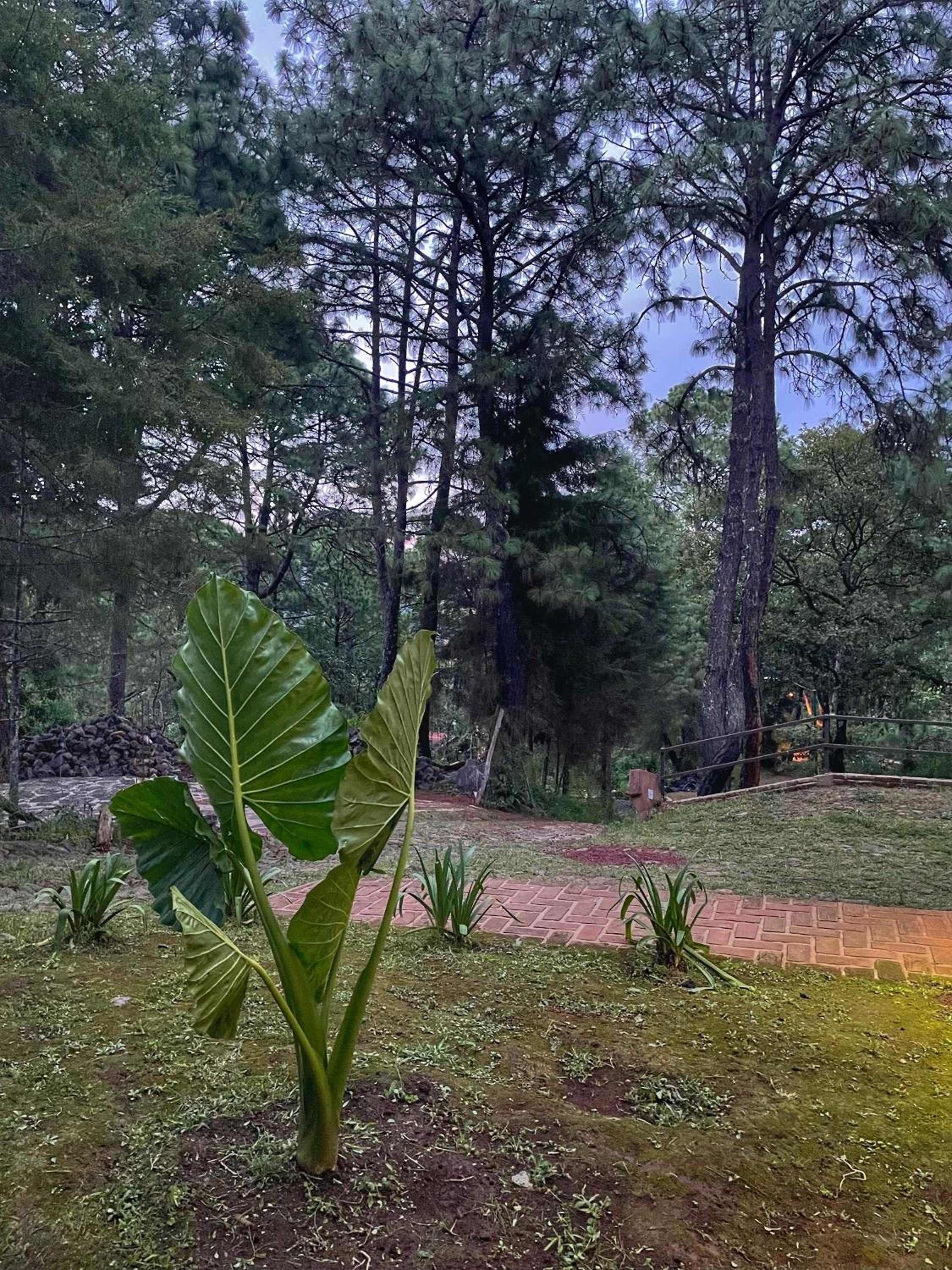 Cabaña en bosque de Mazamitla,Jalisco