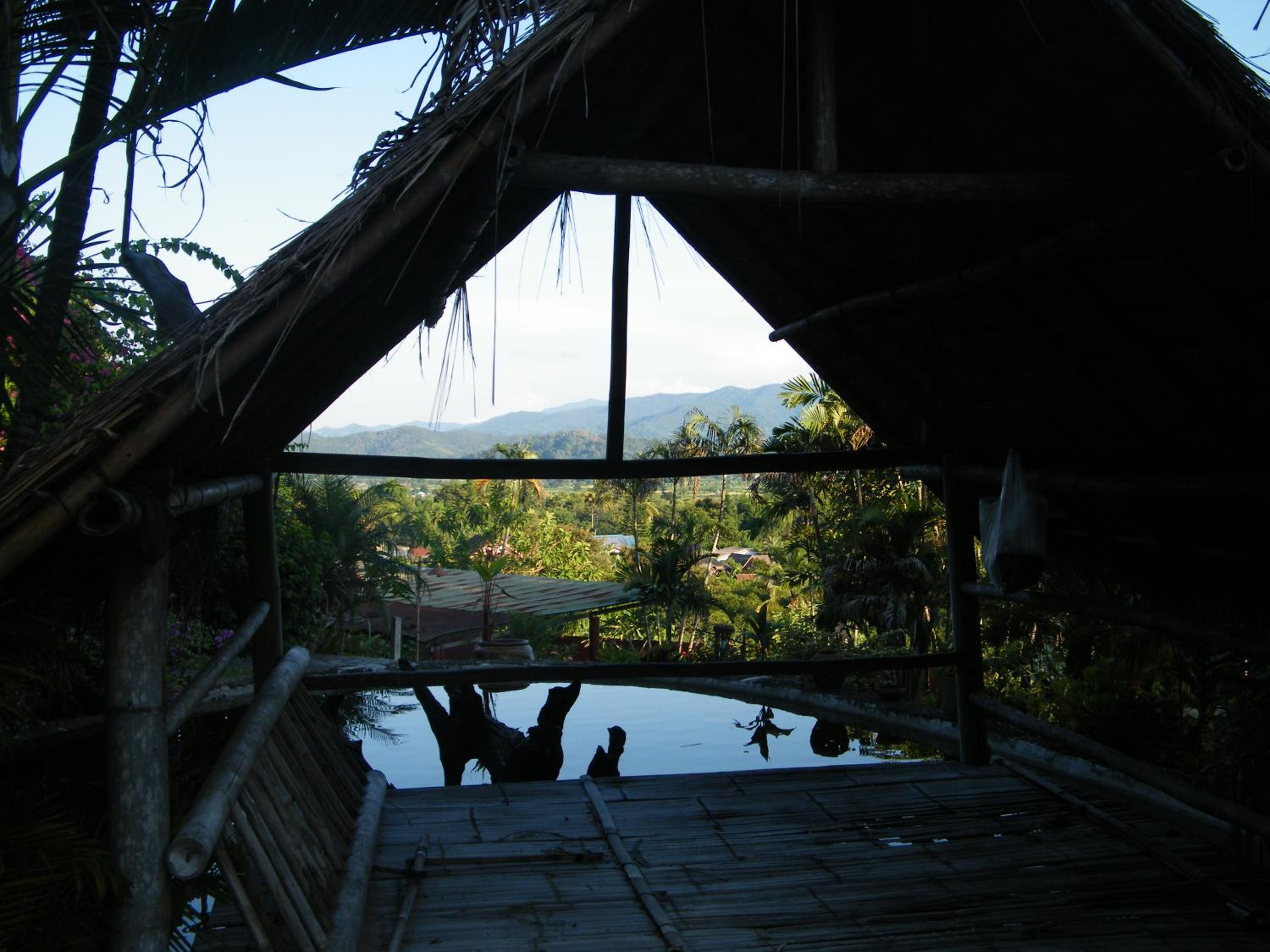 Old Tree's House
