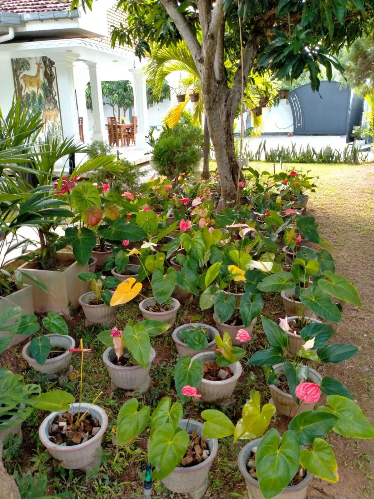 Photo 46