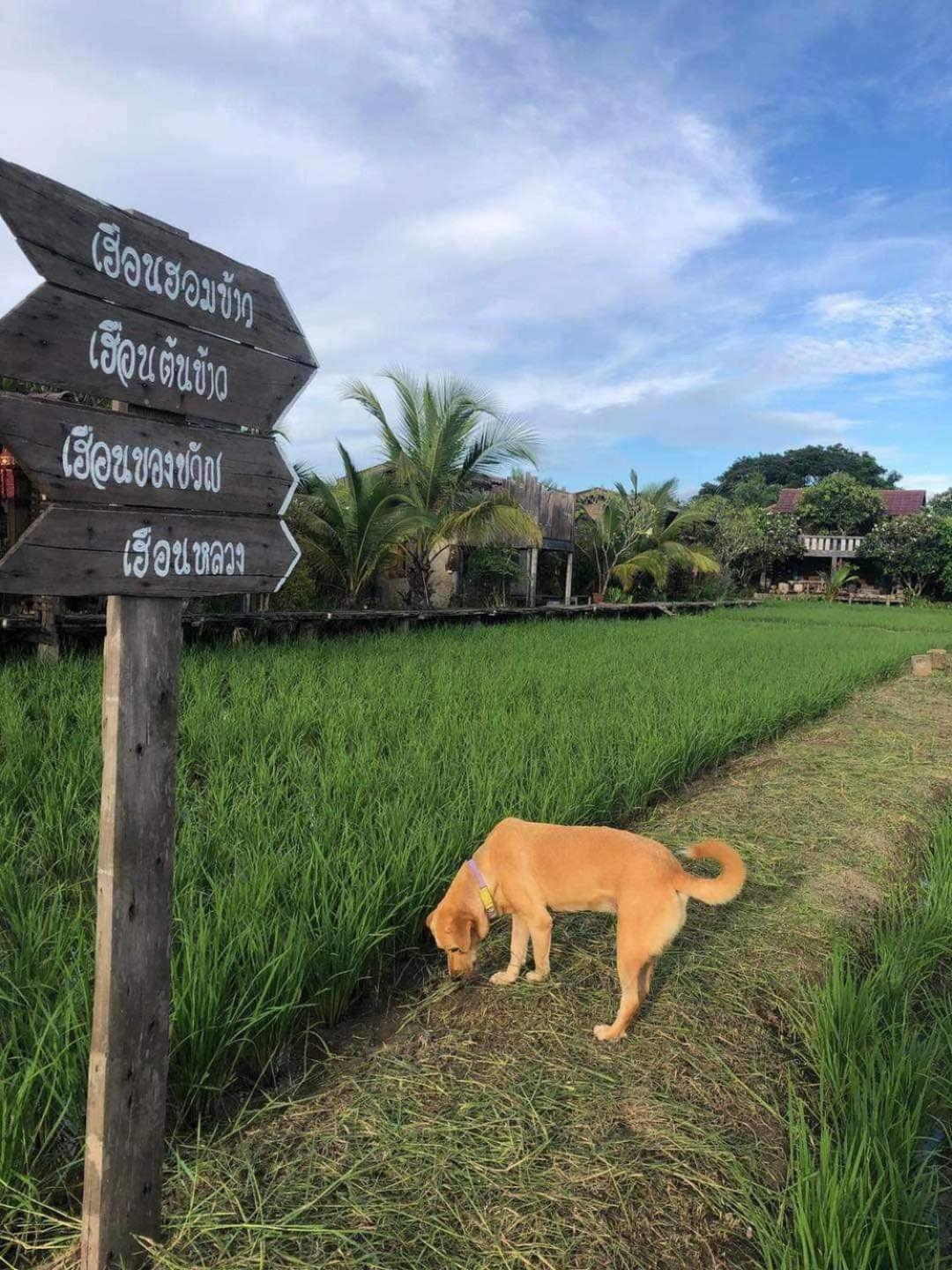 hueankwankao เฮือนขวัญข้าว