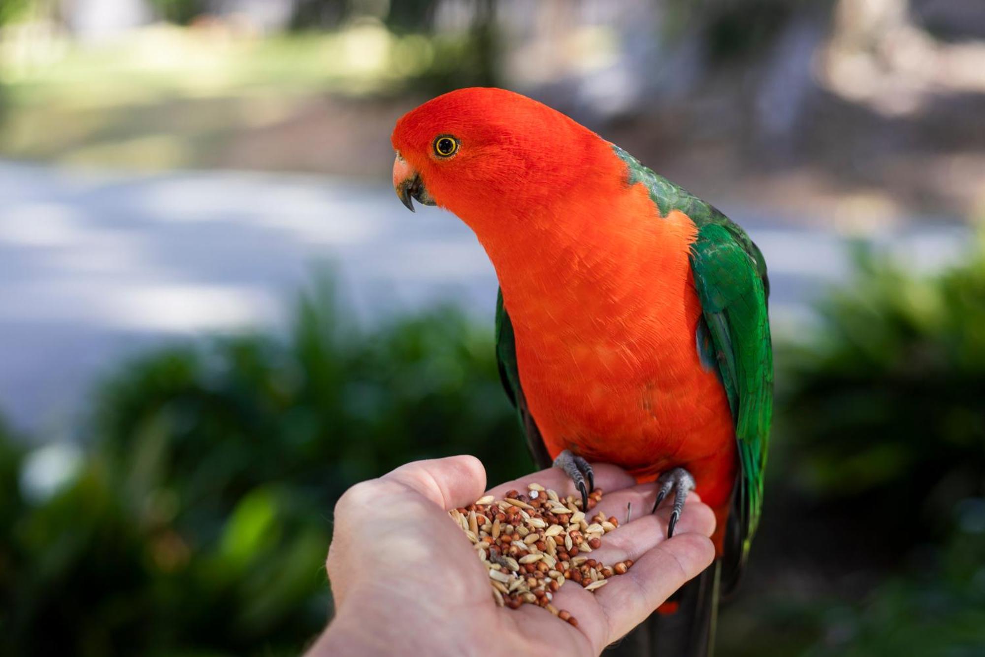 Rosella's On Springbrook