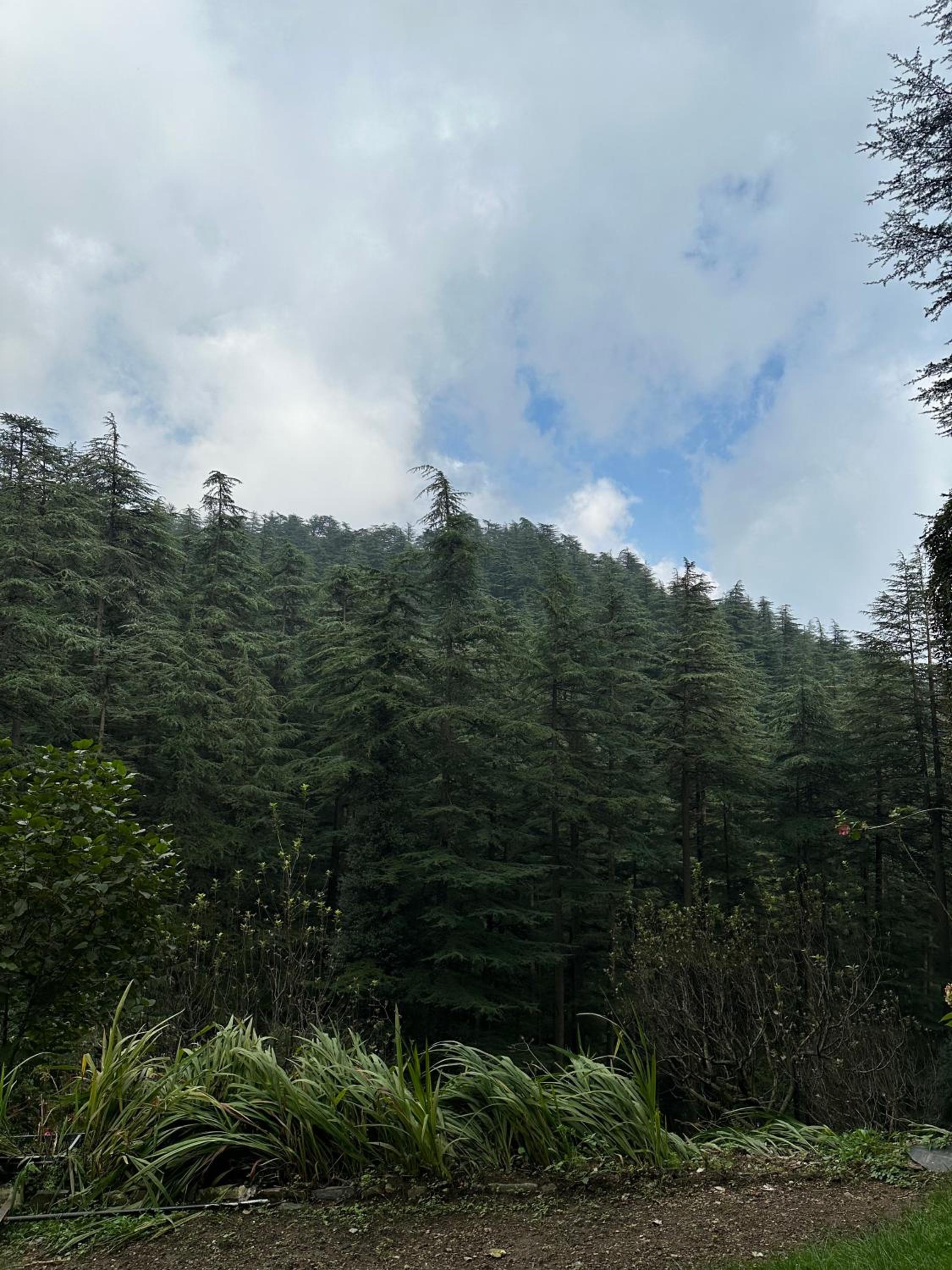 Dimple Lodge, Simla
