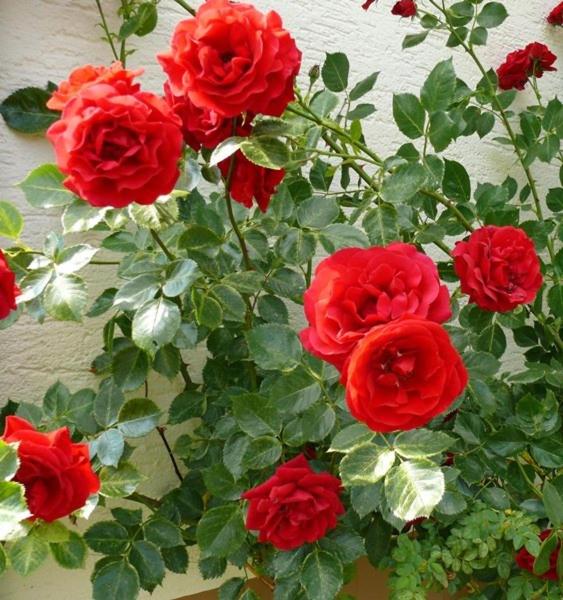 2 Bett Ferienwohnung Rose