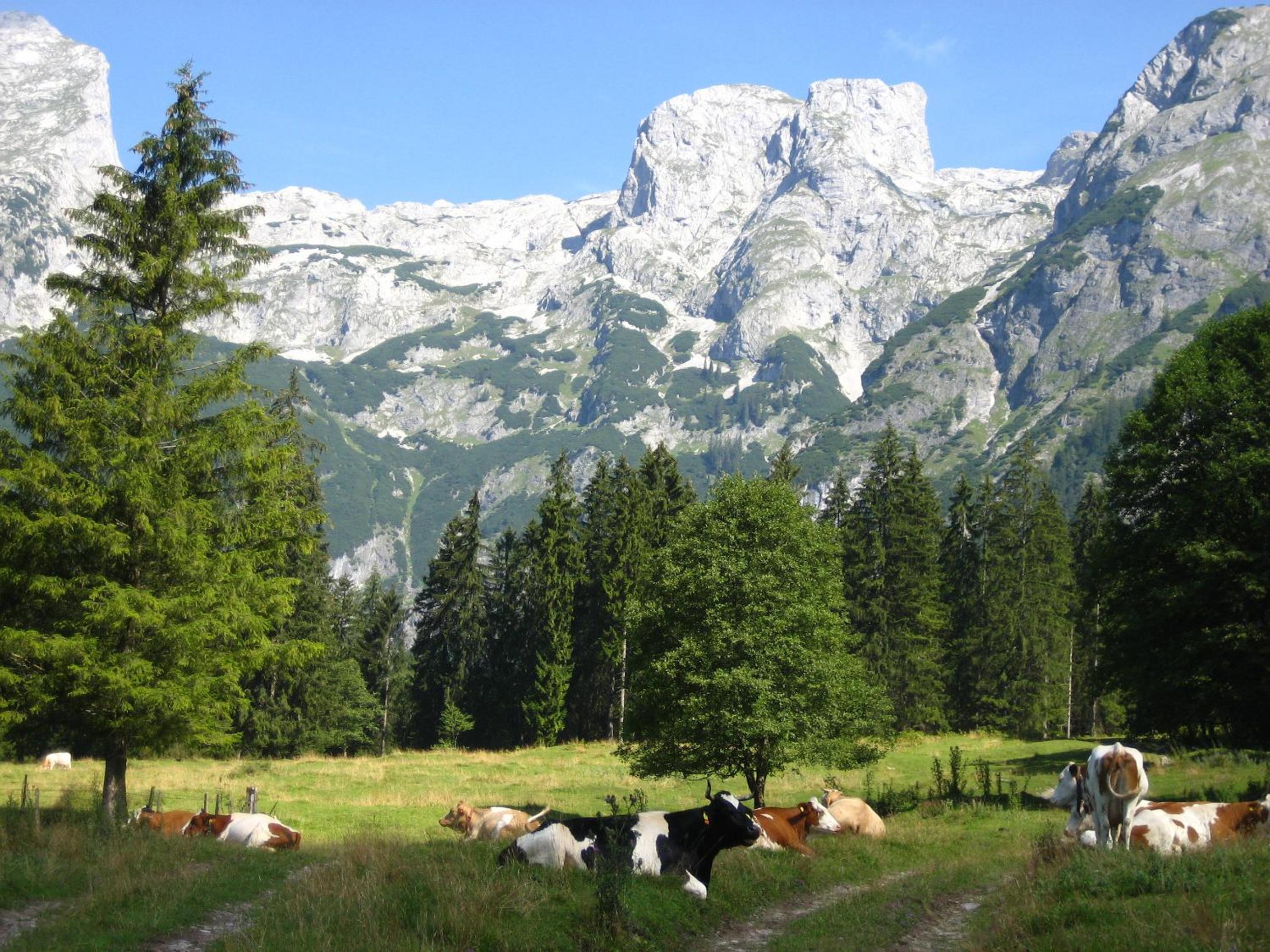 Bio Bauernhof Vorderoberlehen