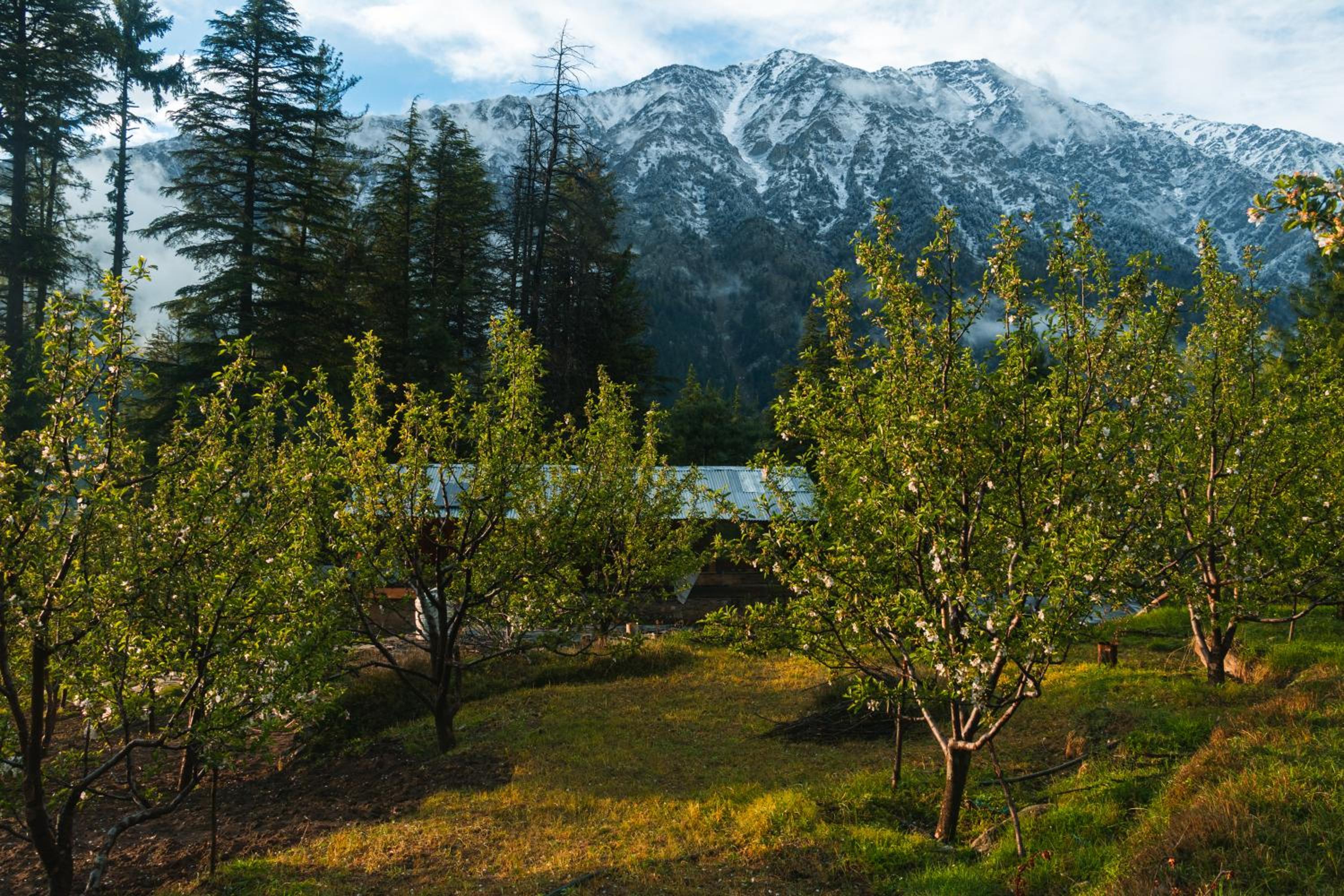Shivay Homestay