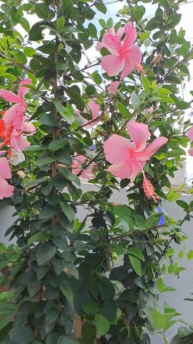Kolluri nivasa Entire FF bunglow, garden, green surrounding, hall view 4