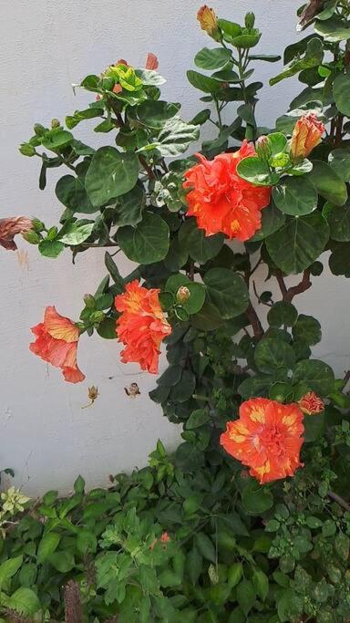 Photo 35