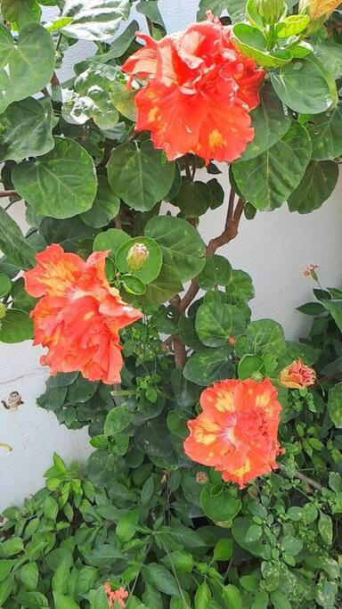 Photo 53