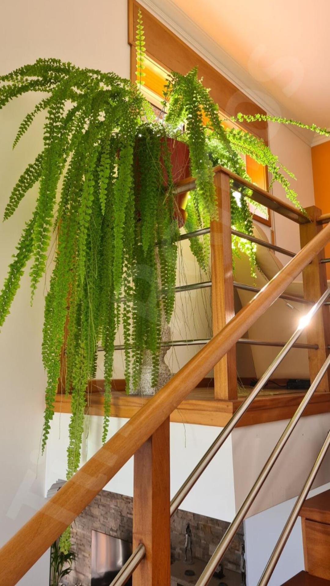Casa Ramos