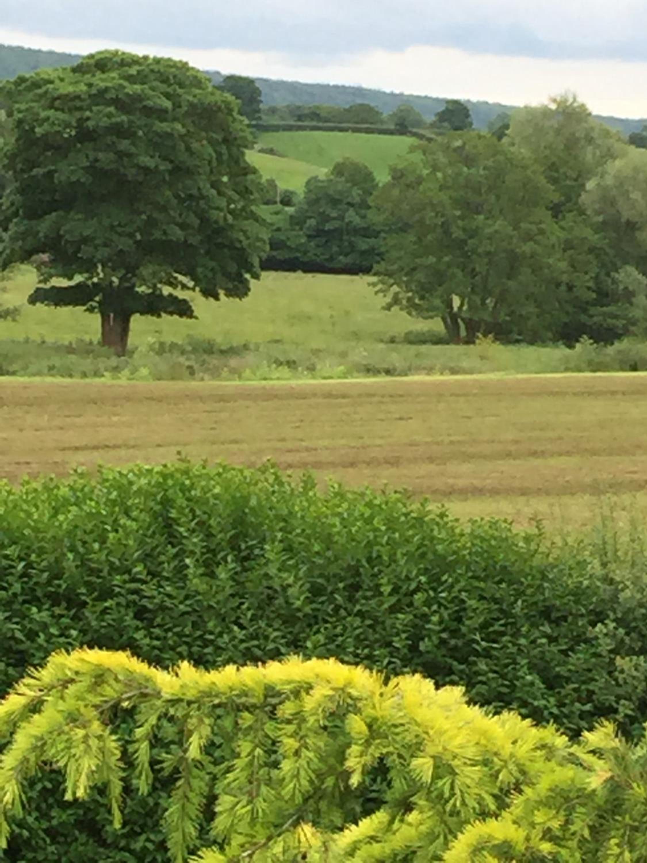 Greyhound Country Inn