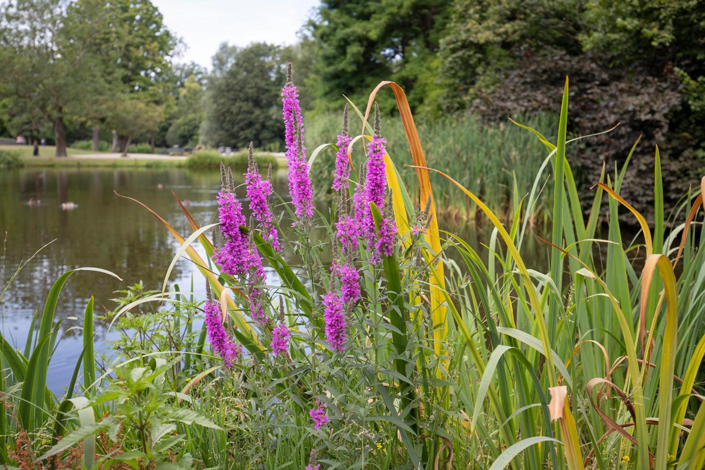 Waldeck Vondelpark 2 bedroom Suites photo 5