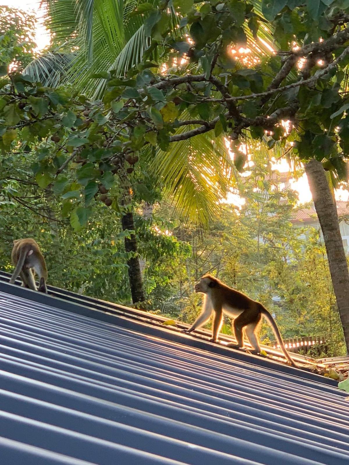 Licuala Luxury Jungle Bungalows