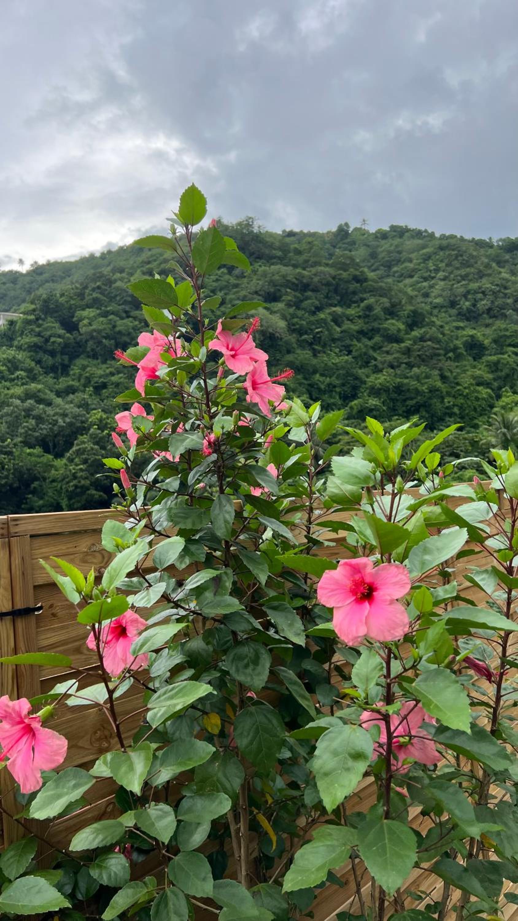 Honey House view 4