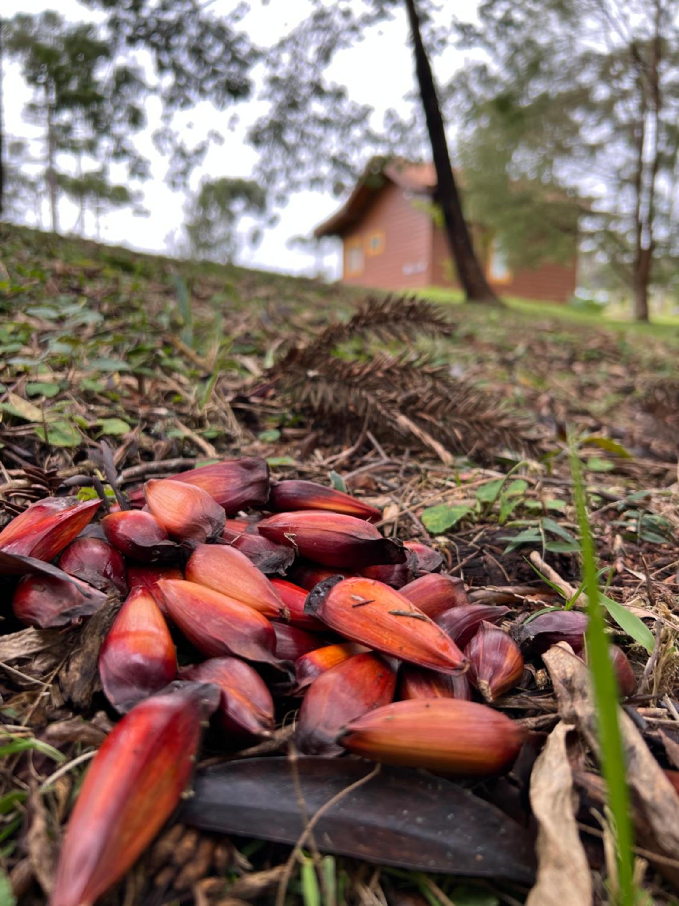 Cabana do Lenhador - Urubici, SC