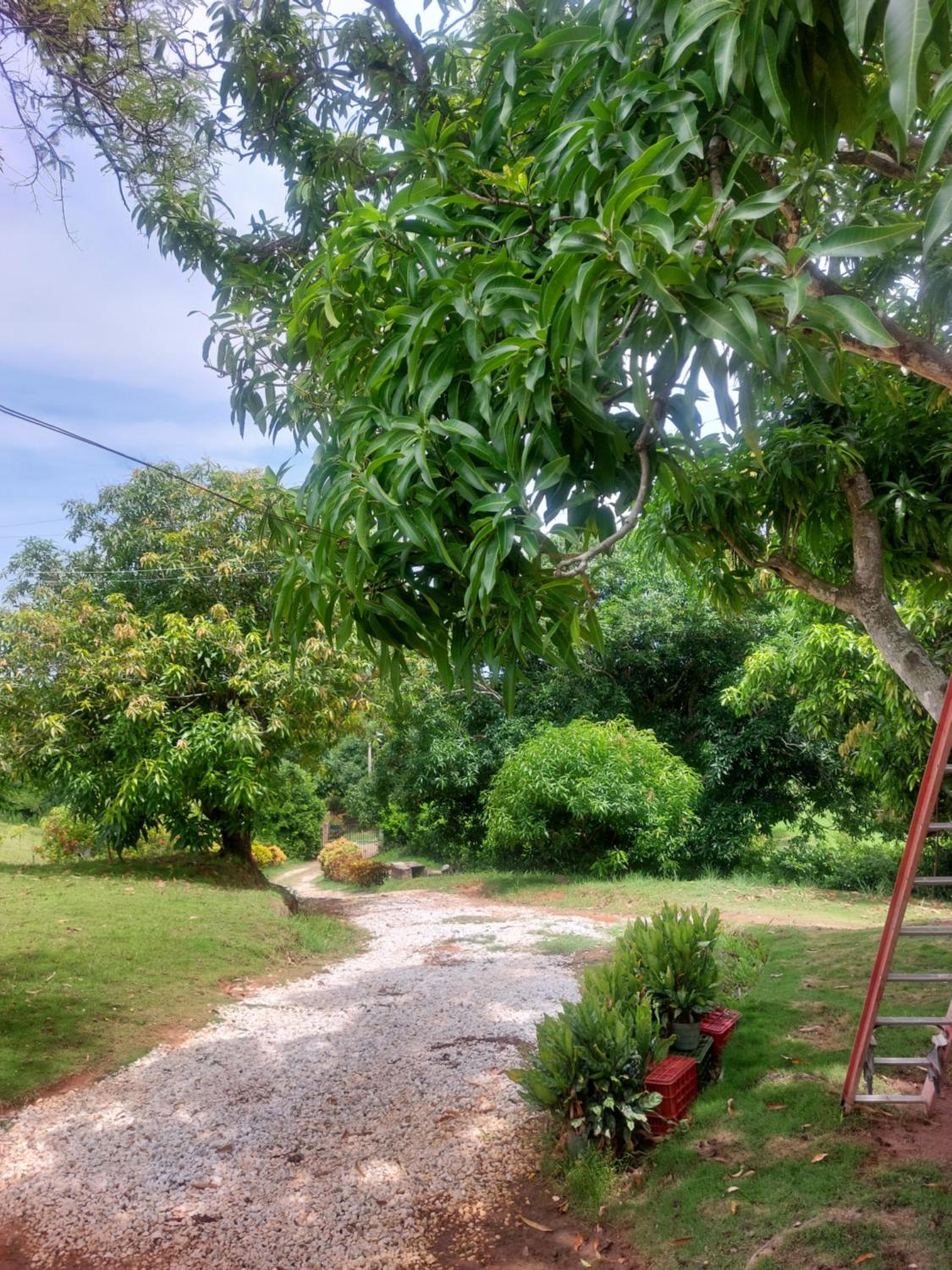 Ecoturismo Los Mangos