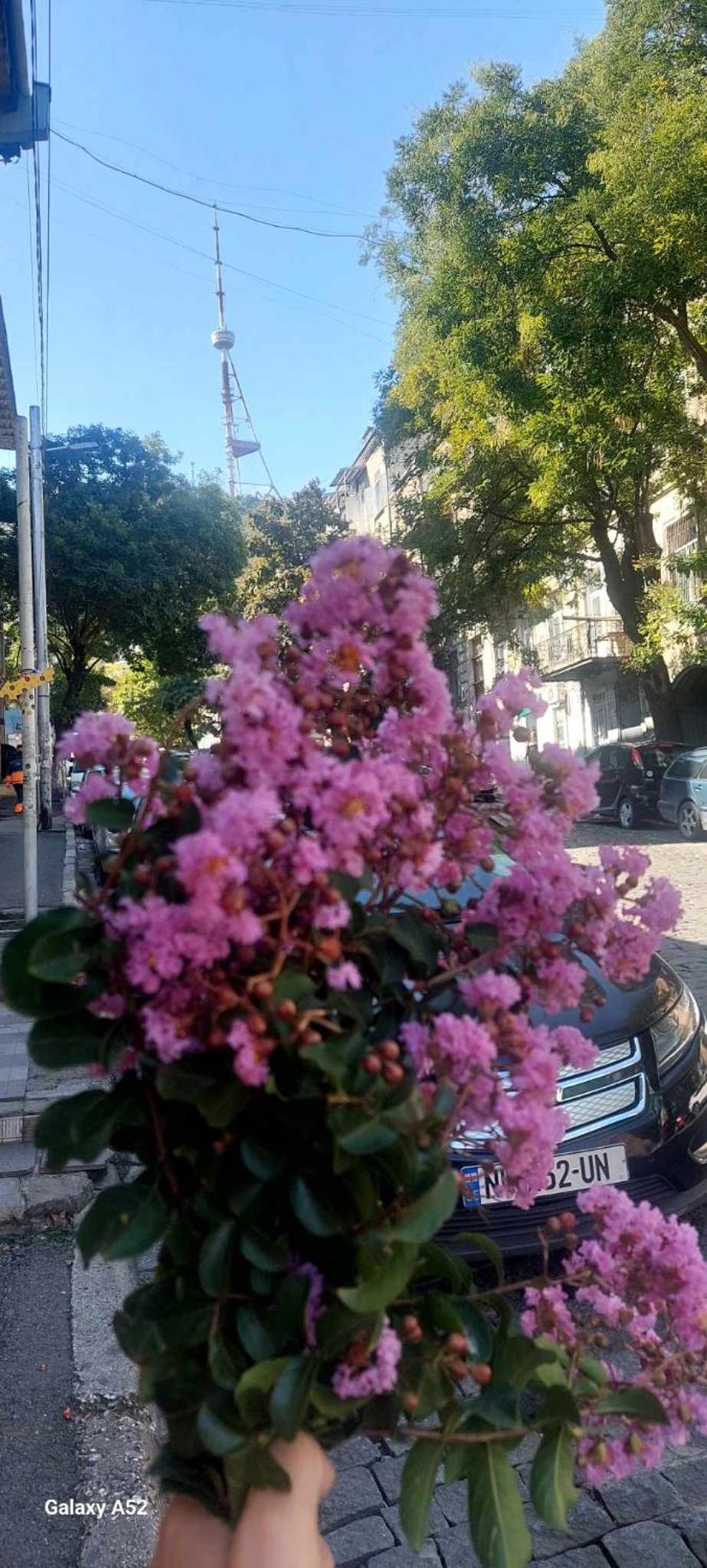 Natali view 4