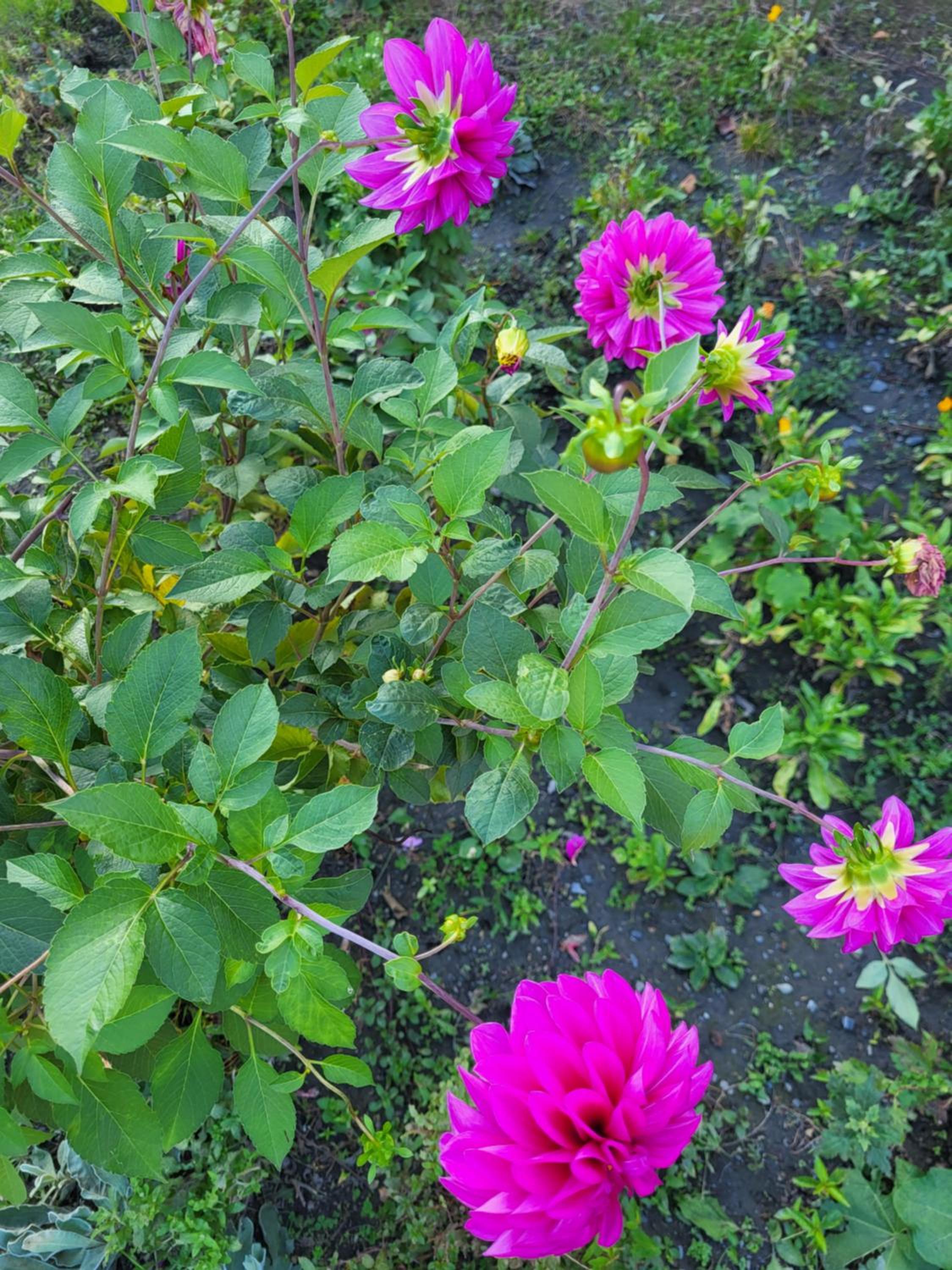 Gabala Garden hostel