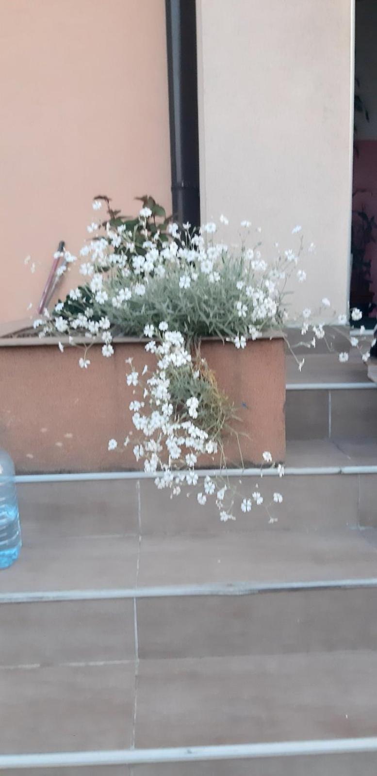 Apartmens LAMA