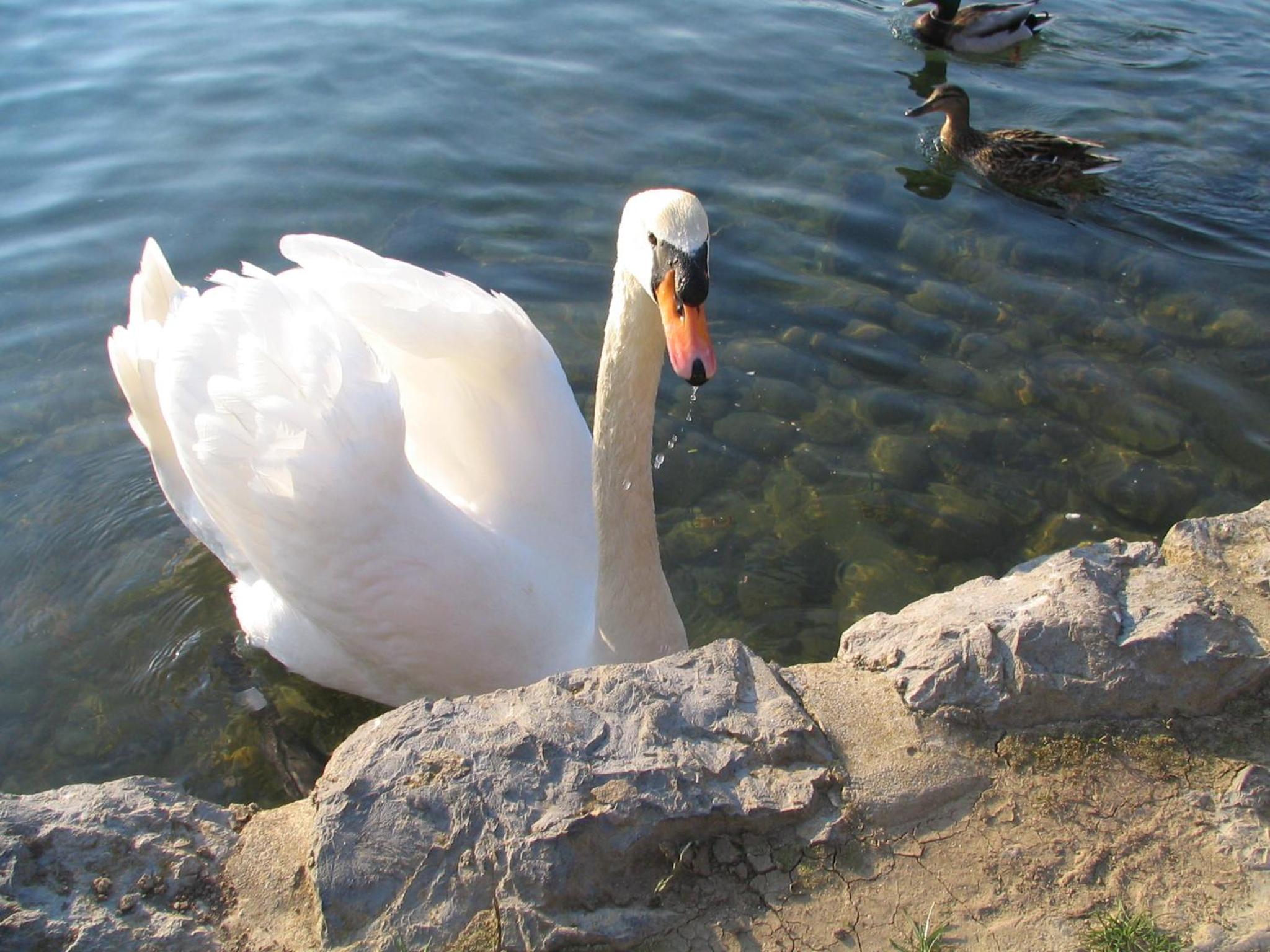 Photo 41