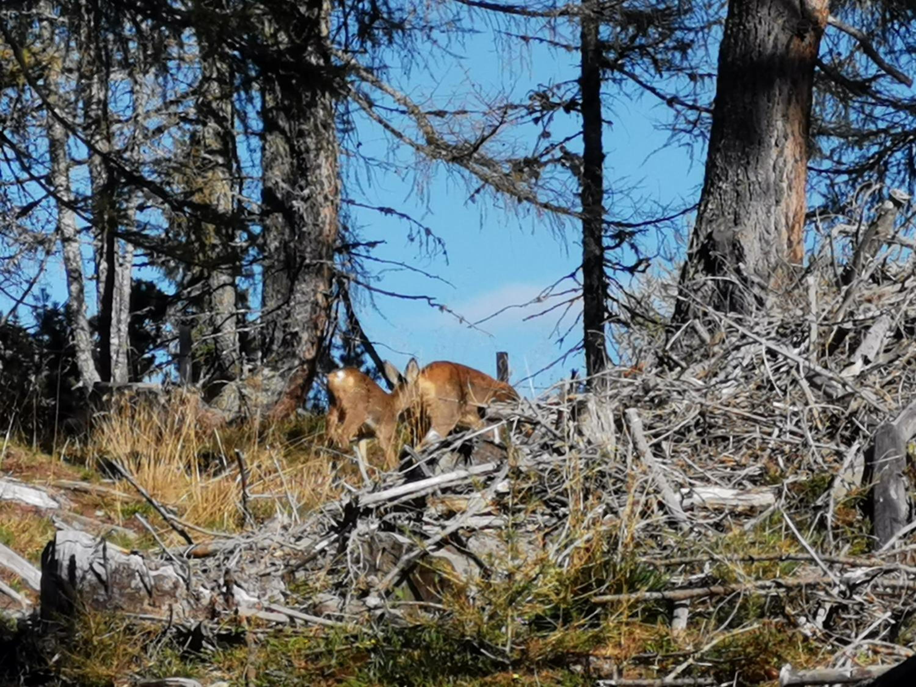 Das Wipferl - Dein Nest in den Bergen