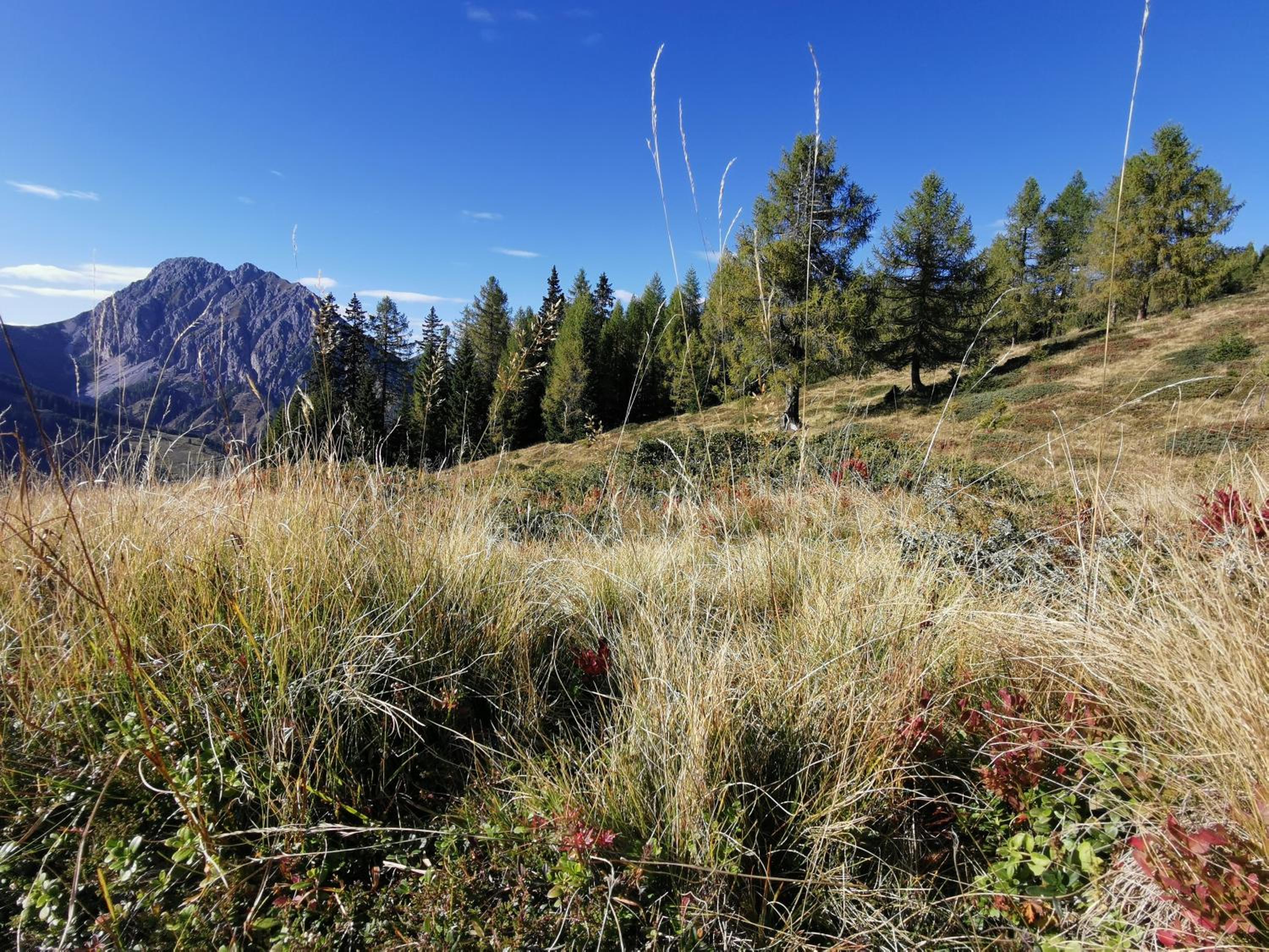 Das Wipferl - Dein Nest in den Bergen