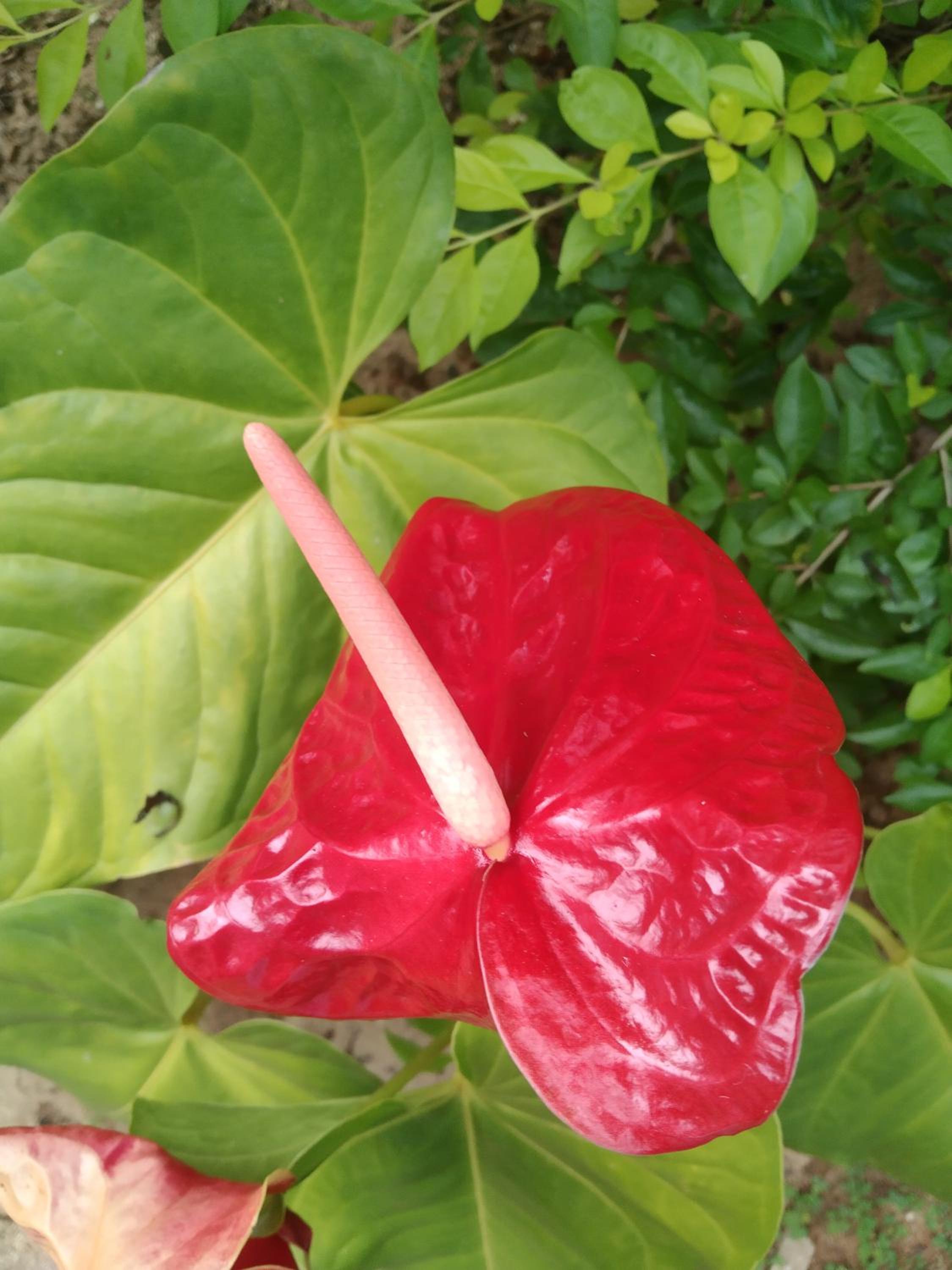 Photo 20