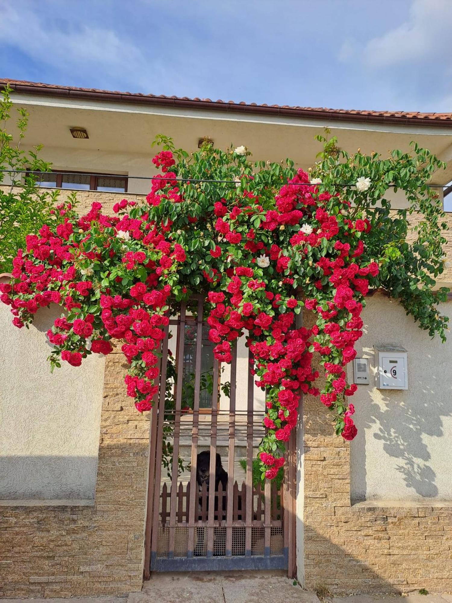 Casa verde 1