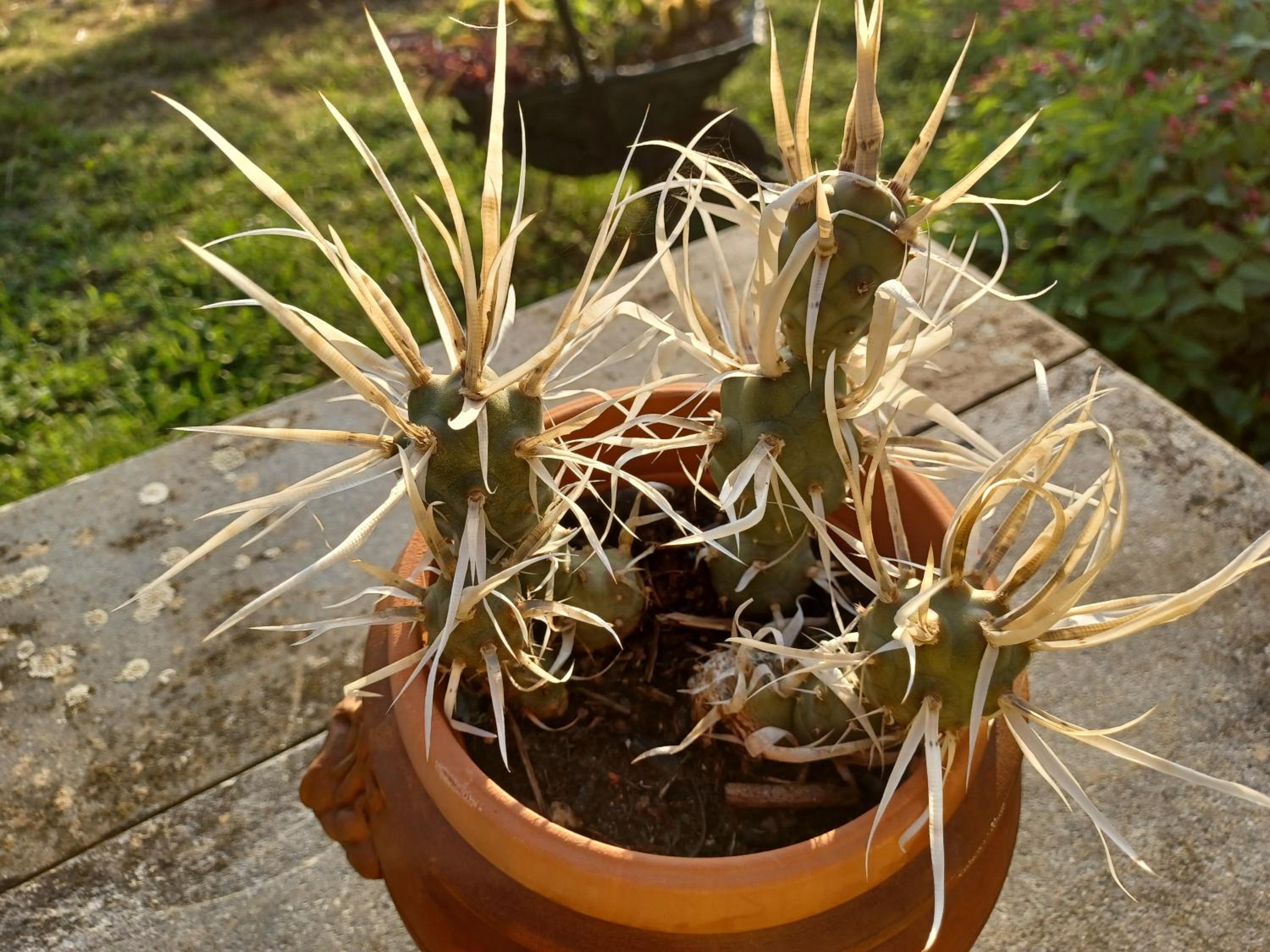 Il Fontolo