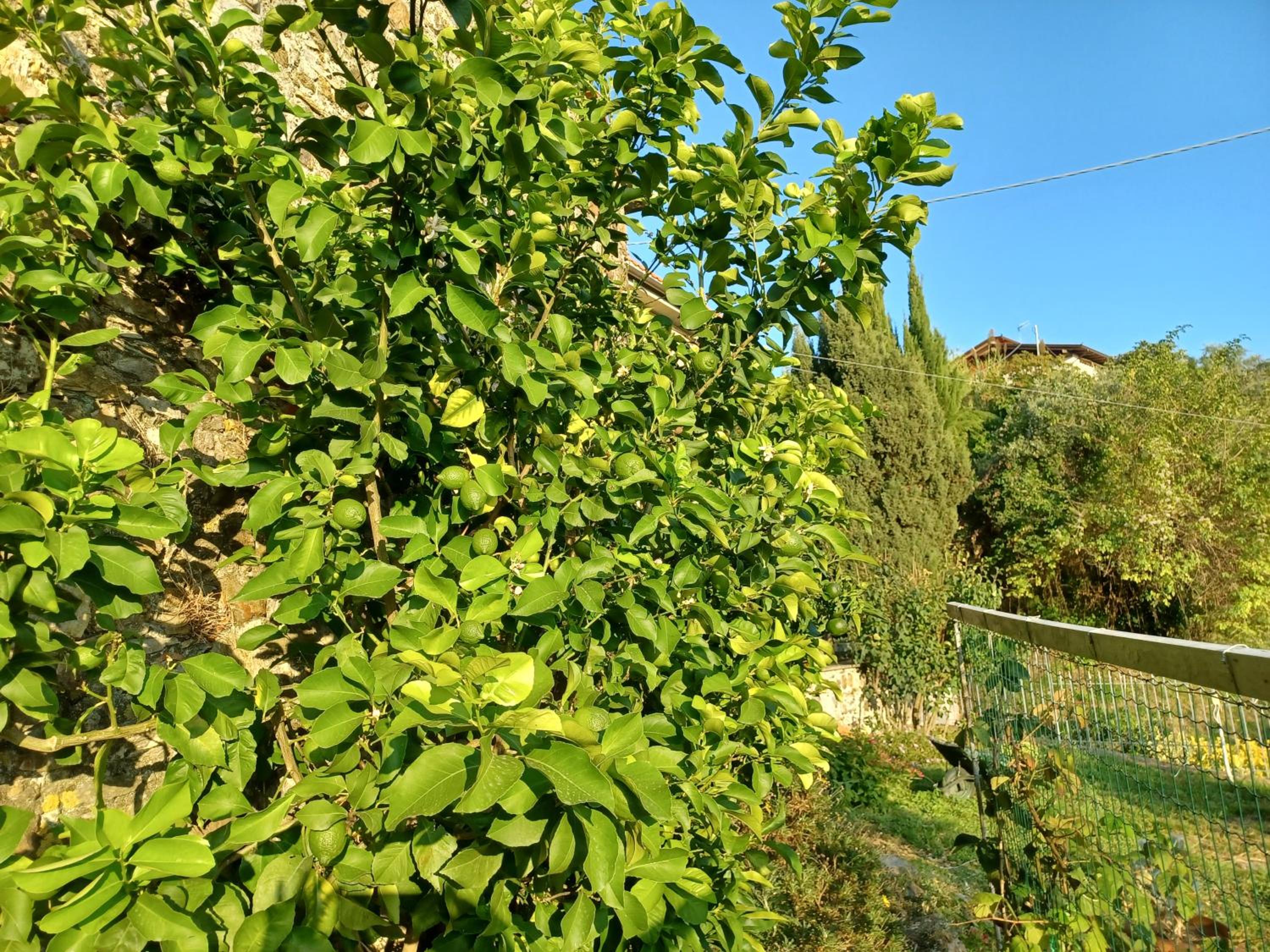 Il Fontolo