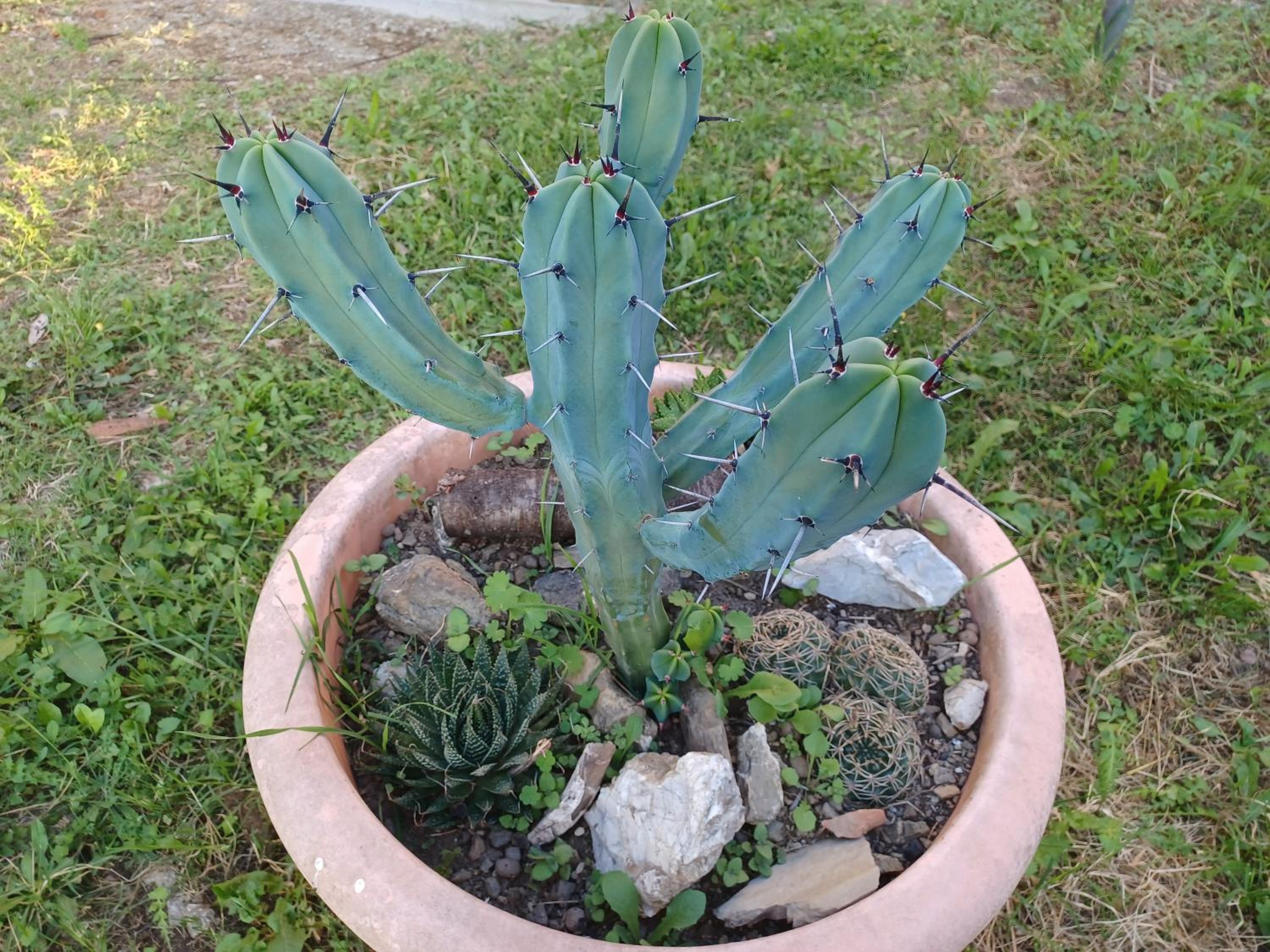 Il Fontolo