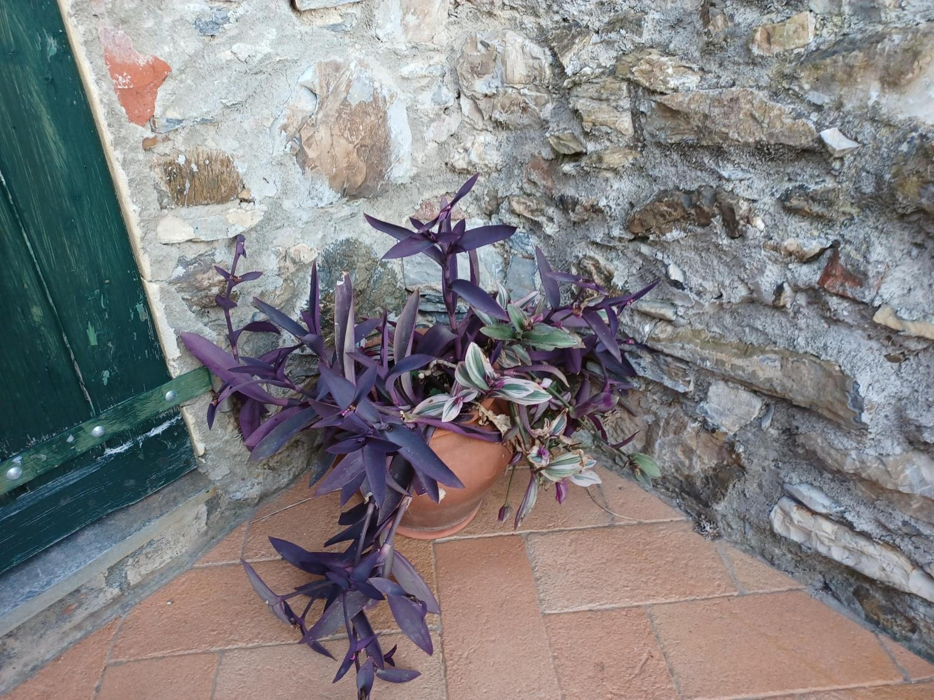 Il Fontolo