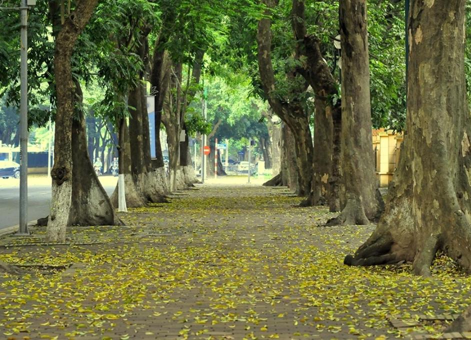 Da Tree Homestay