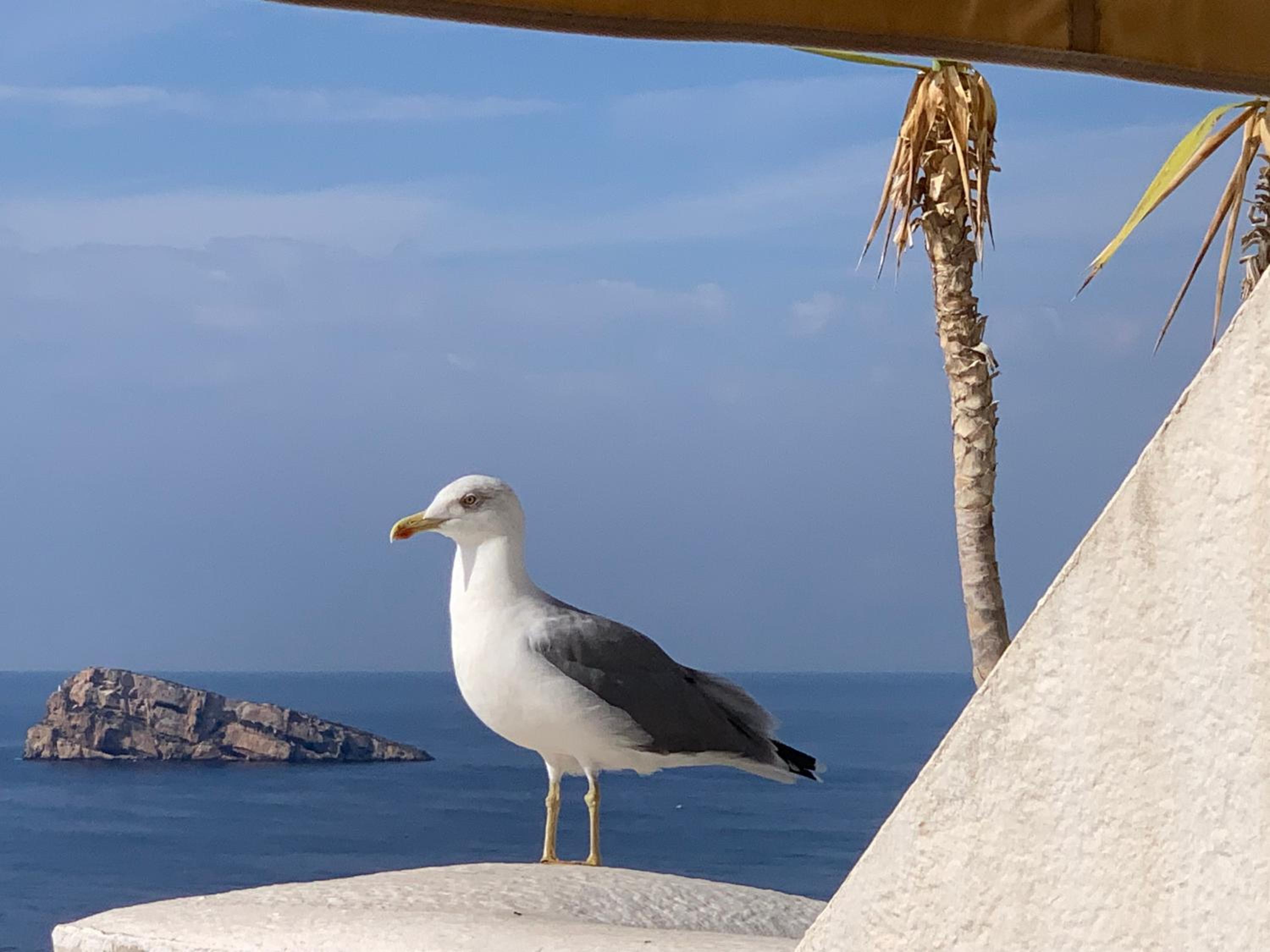 Holiday House Benidorm -sea view-roof terrace-swimming pool- view 3