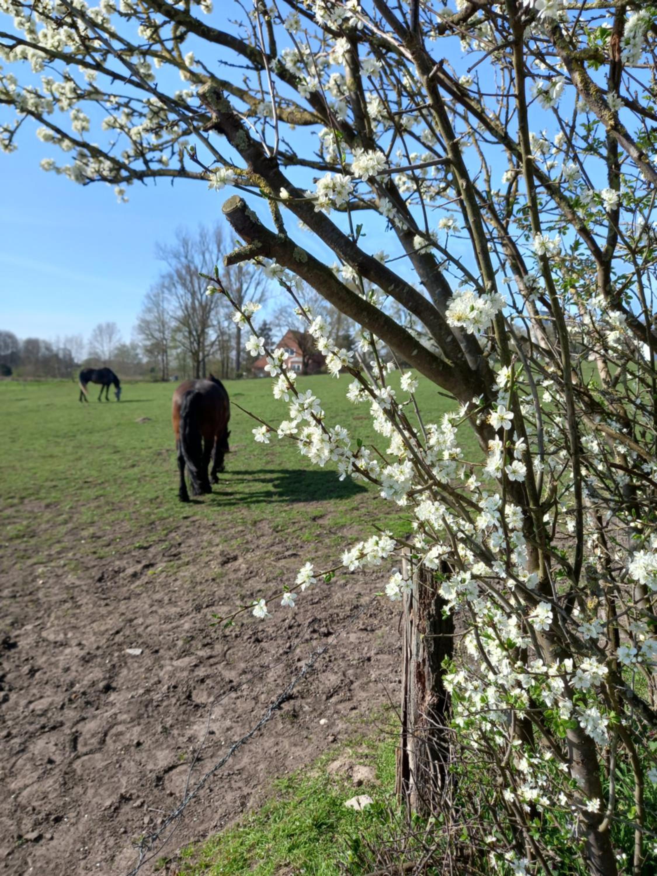 Dorfblick vom Muckesberg
