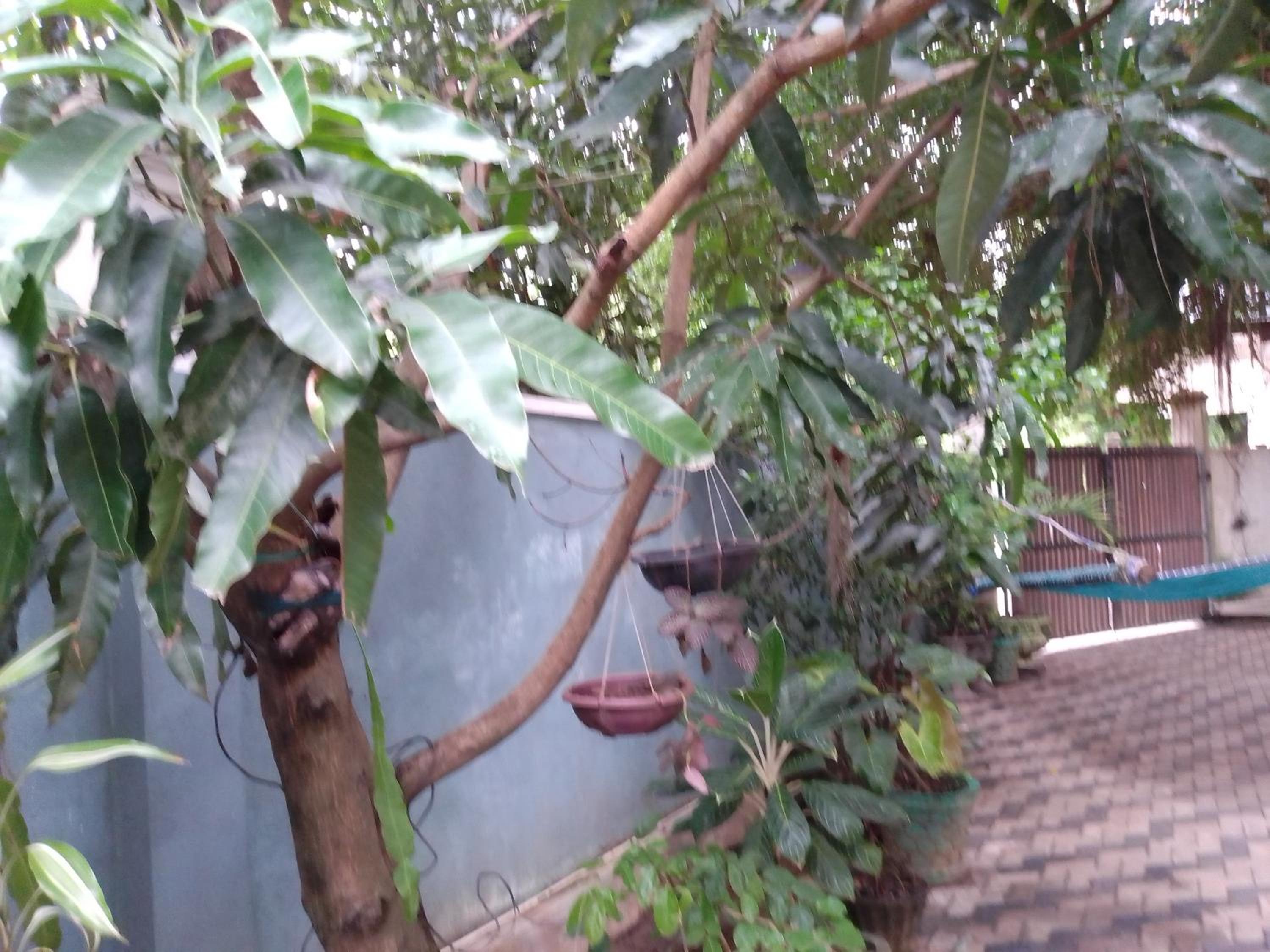 Jungle Look safari House view 2