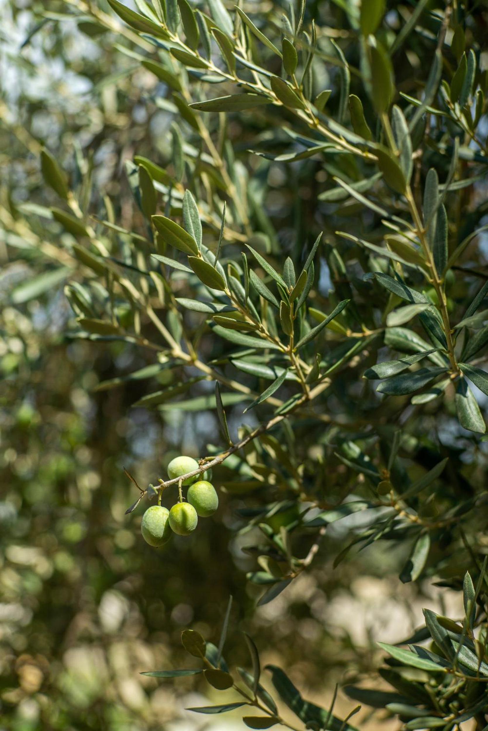 Masal Evimiz - Image 63