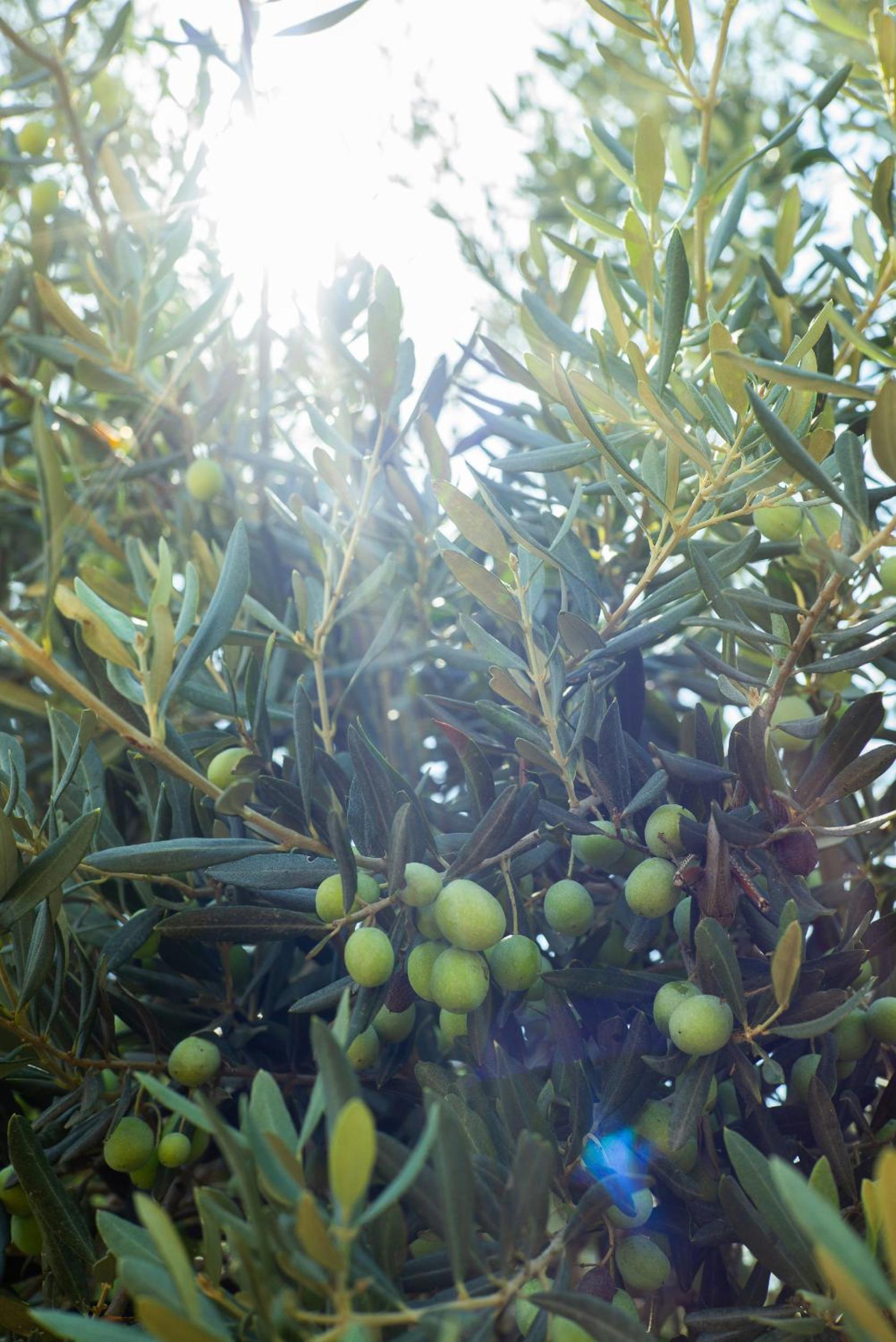 Masal Evimiz - Image 88