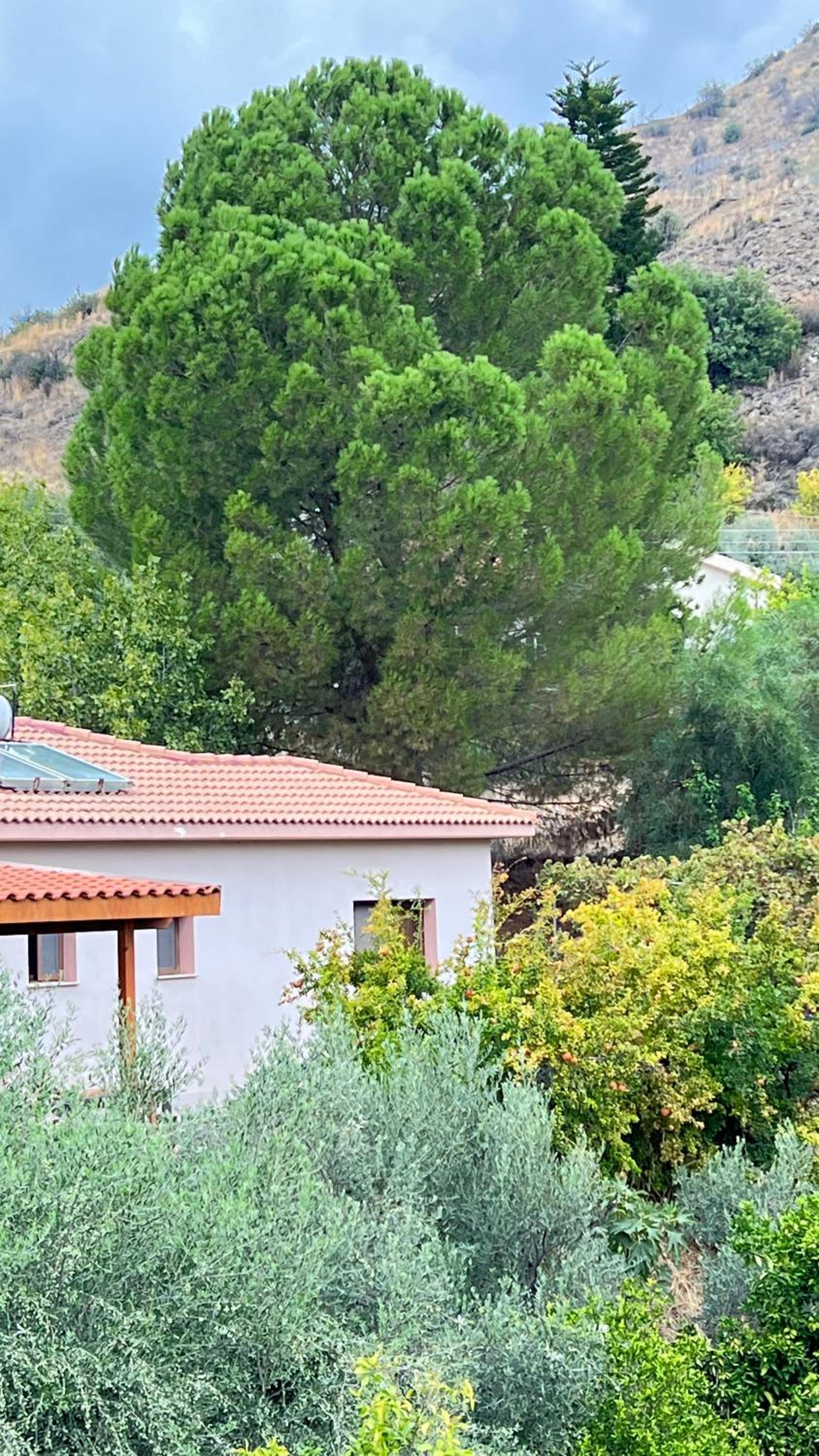 Evie's House Arakapas