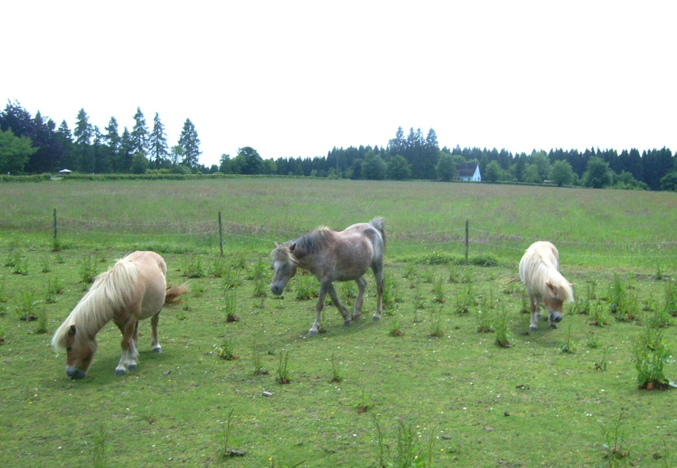 Heidehof Hellenthal