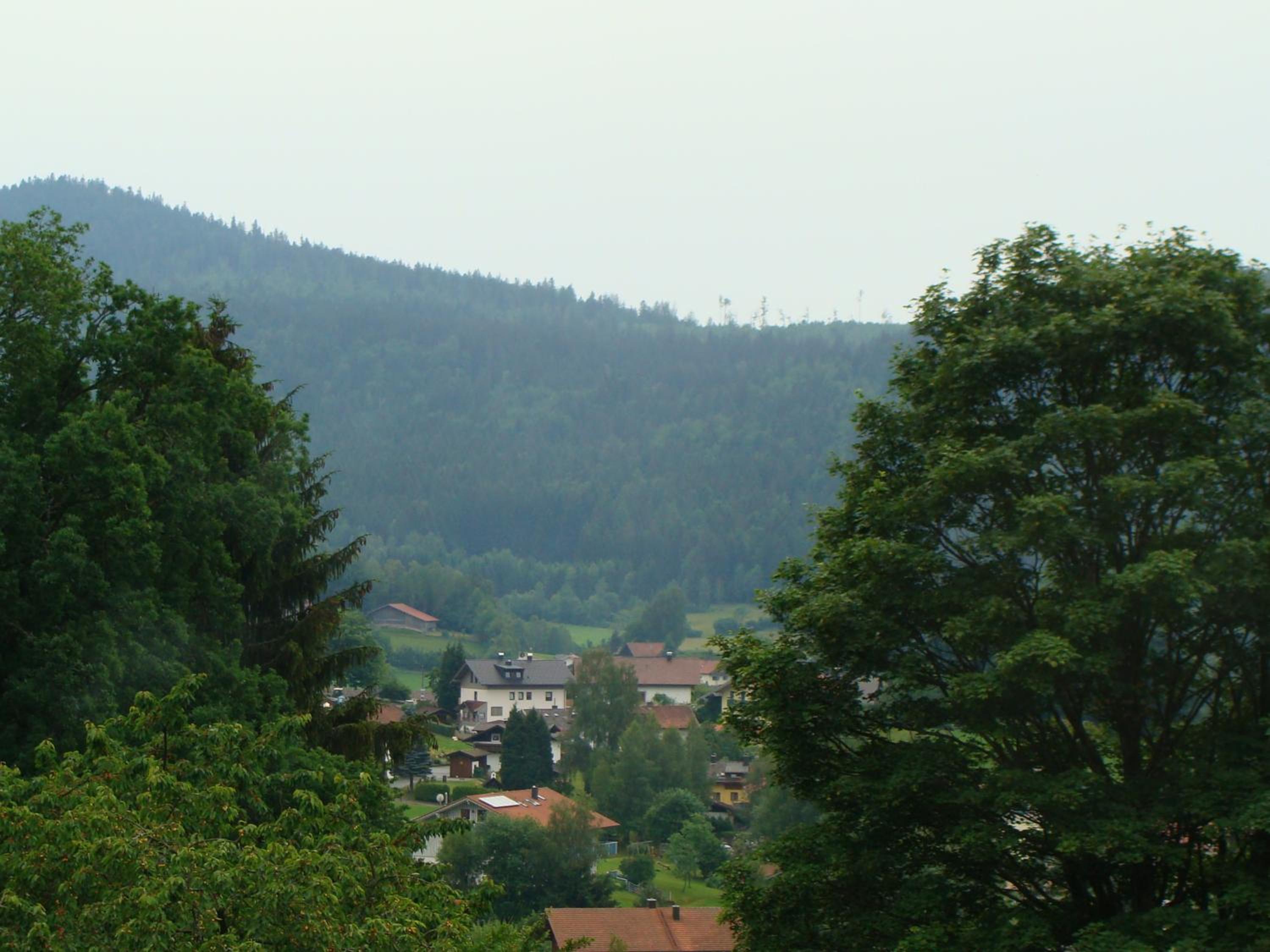 Drei Tannen