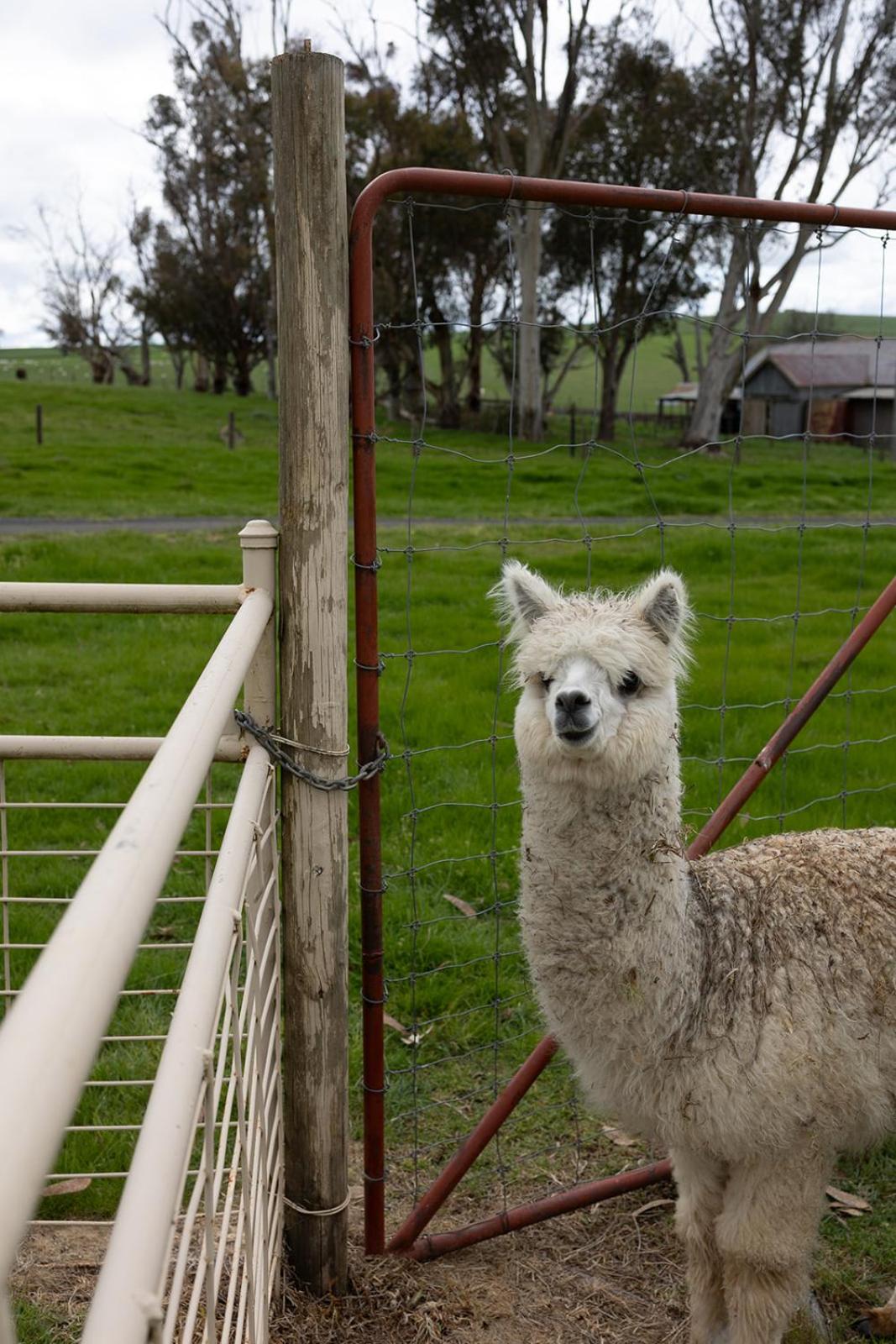Linden Cottage Farm Stay